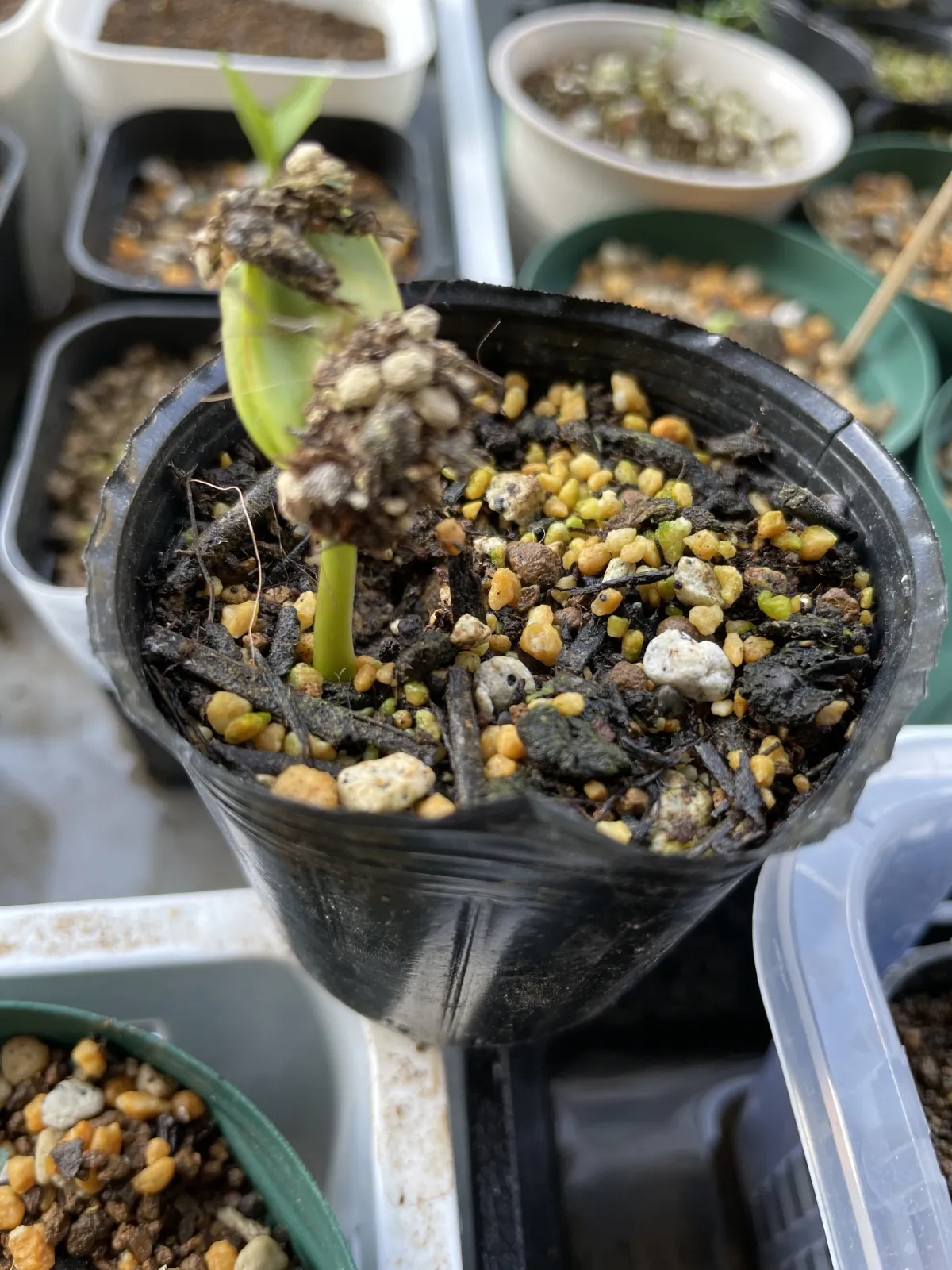 Cassia fistula (カッシア フィツラ)