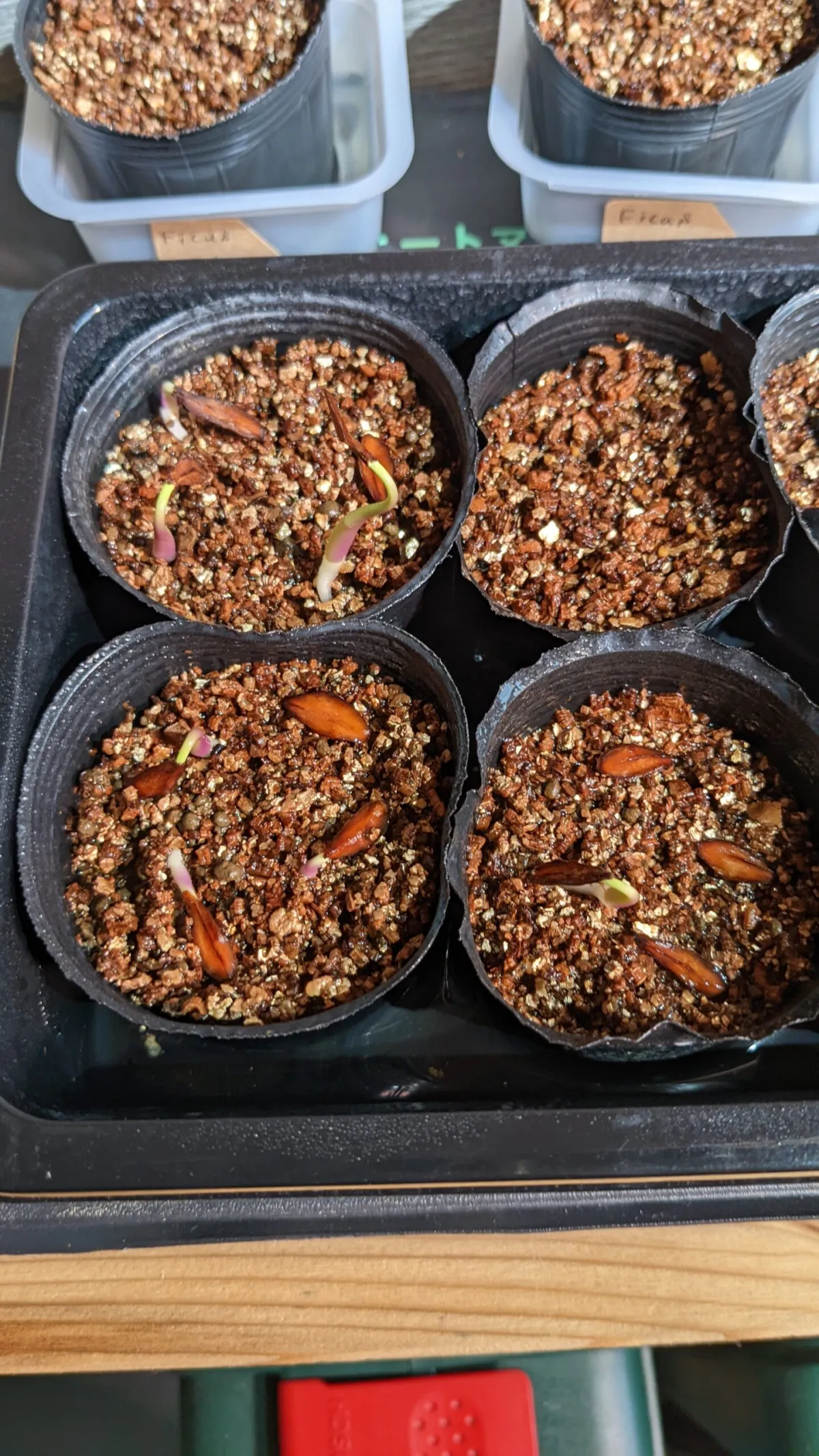 Petopentia natalensis (ペトペンチア ナタレンシス)