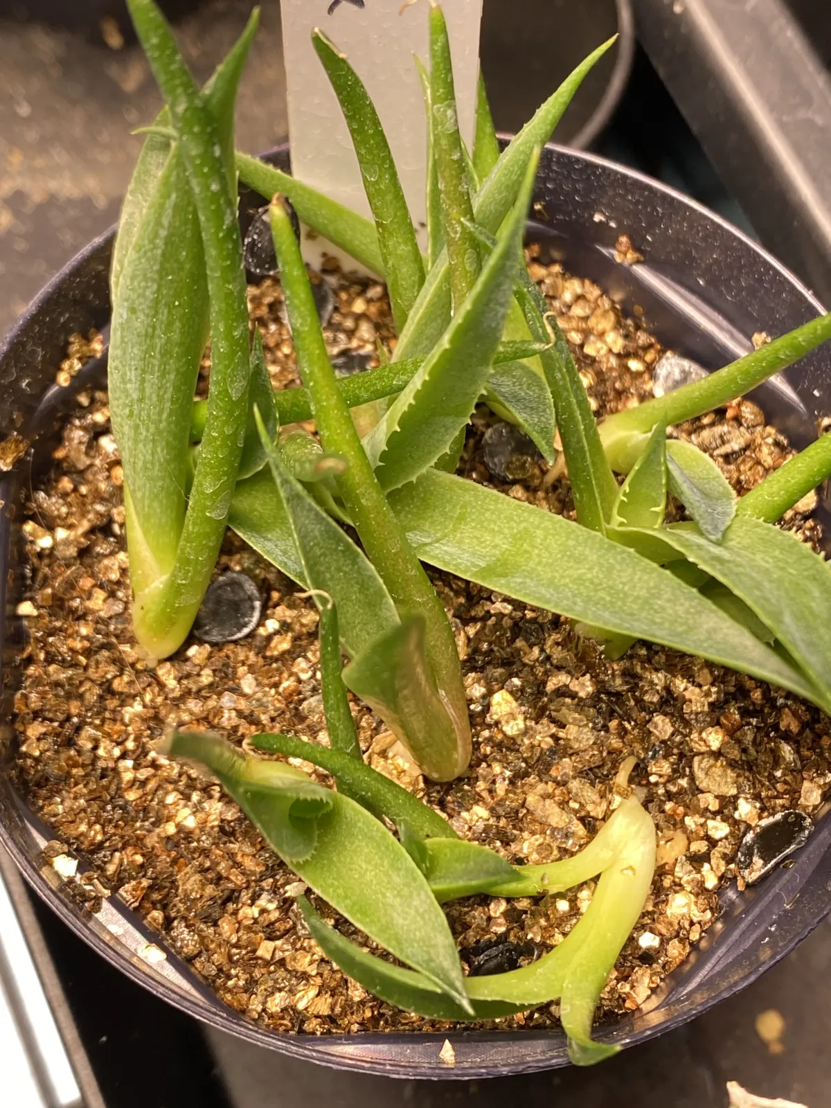 Agave gracilipes (アガベ グラシリペス)