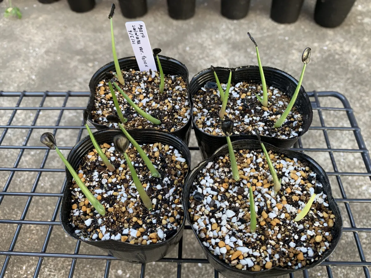 Agave salmiana var. ferox (アガベ フェロックス)