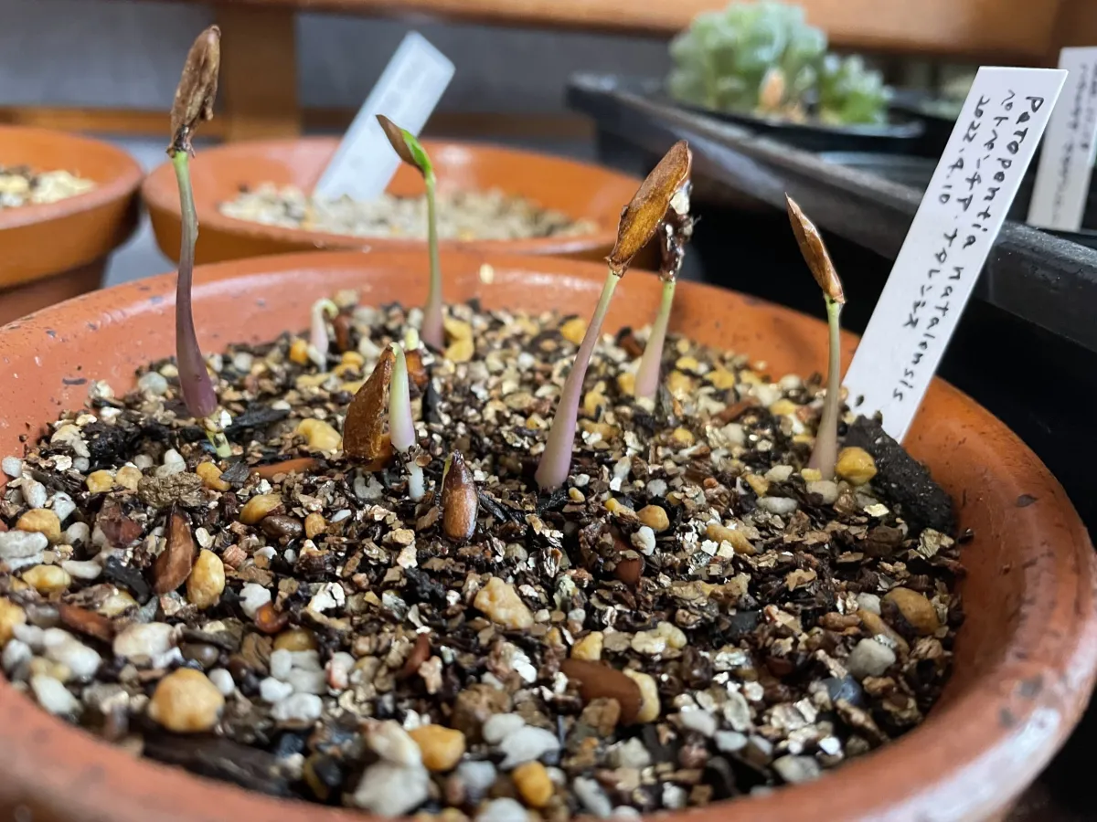 Petopentia natalensis (ペトペンチア ナタレンシス)