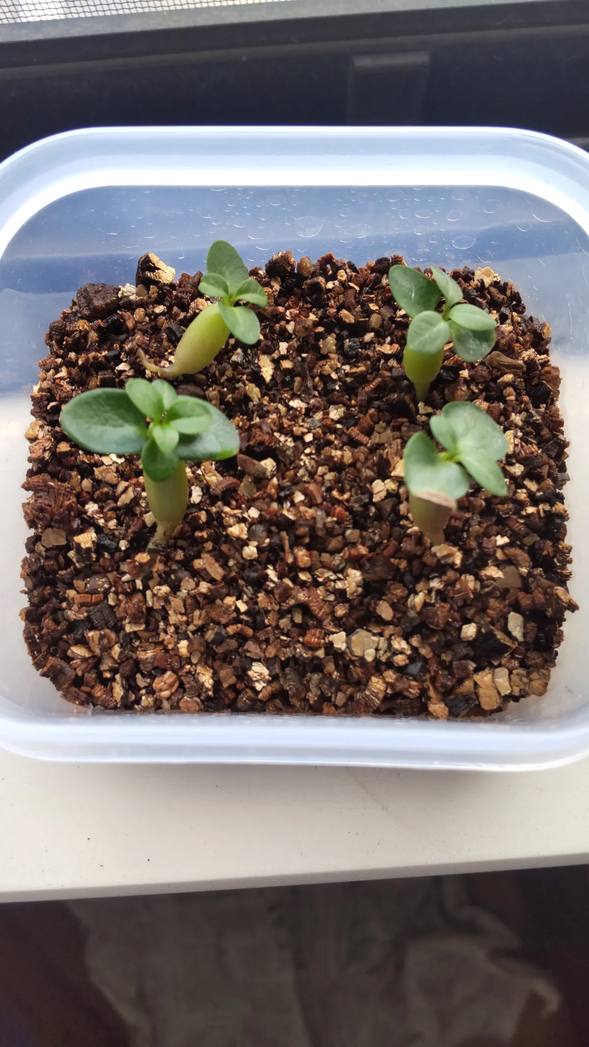 Pachypodium succulentum (パキポディウム サキュレンタム 天馬空)