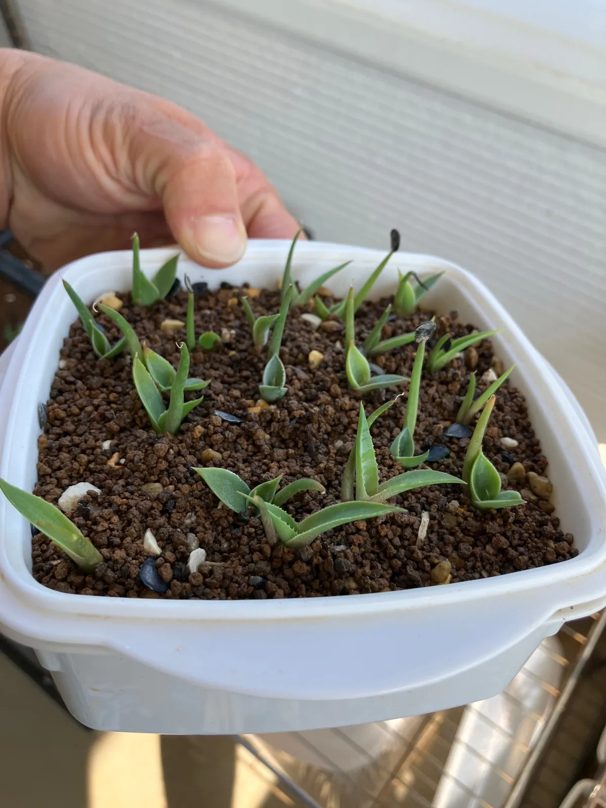 Agave parryi var. huachucensis 'Wakefield' (アガベ パリー ウェイクフィールド)