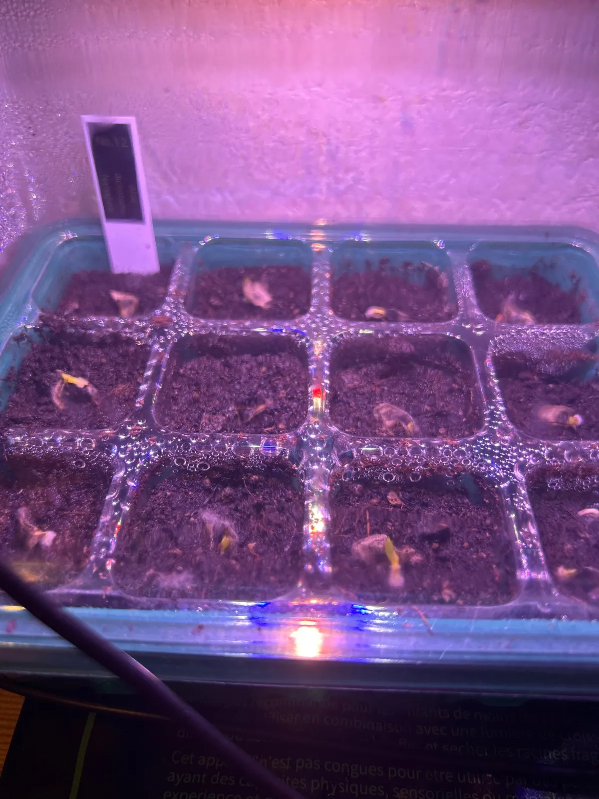 Aloe dichotoma (アロエ ディコトマ)