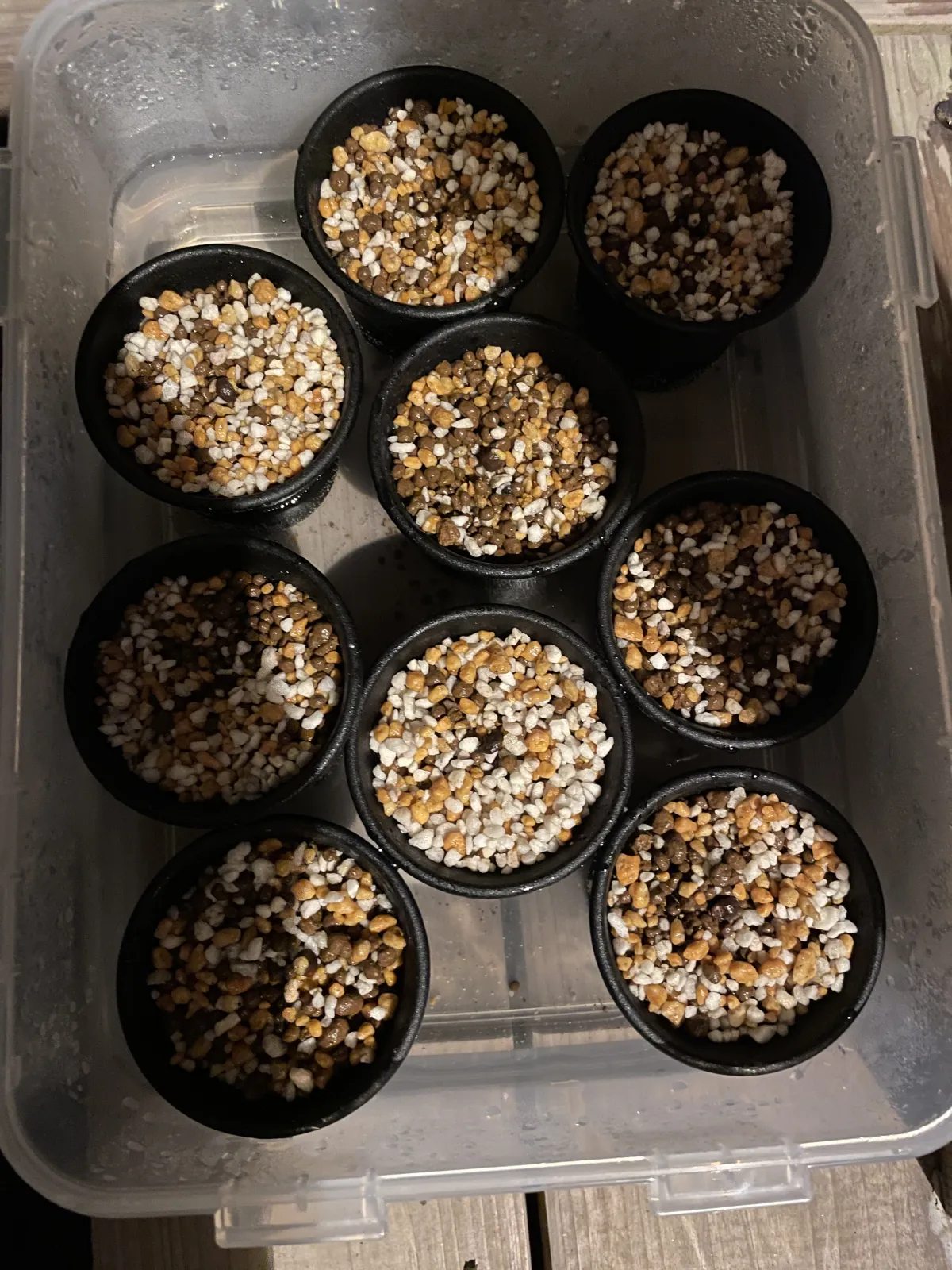 Operculicarya pachypus (オペルクリカリア パキプス)