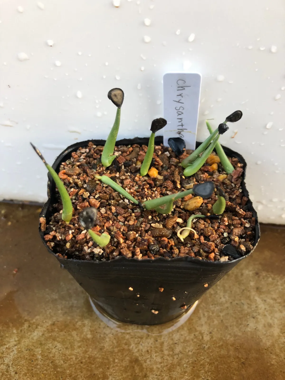 Agave chrysantha (アガベ クリサンサ)