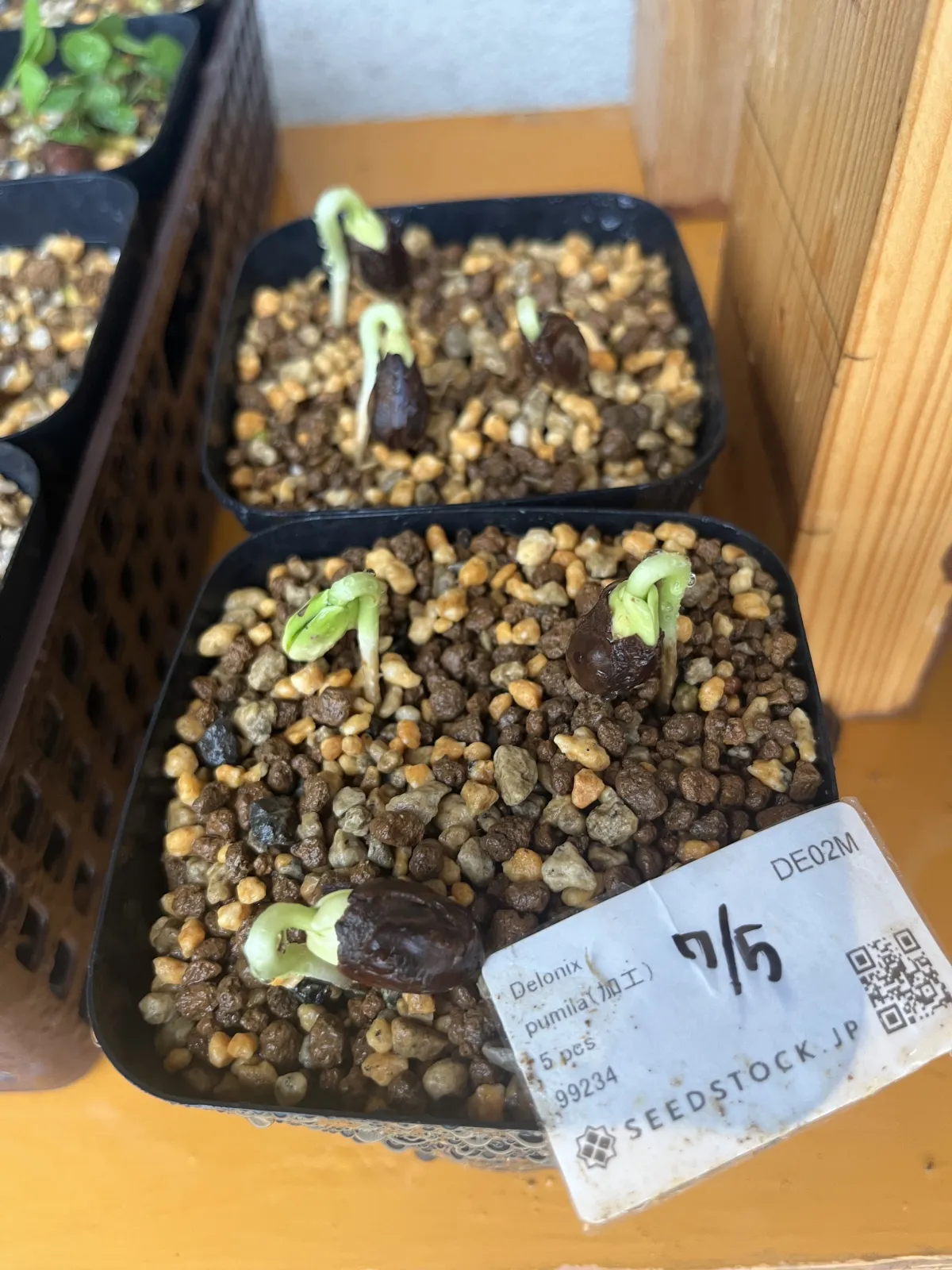 Delonix pumila (デロニクス プミラ)