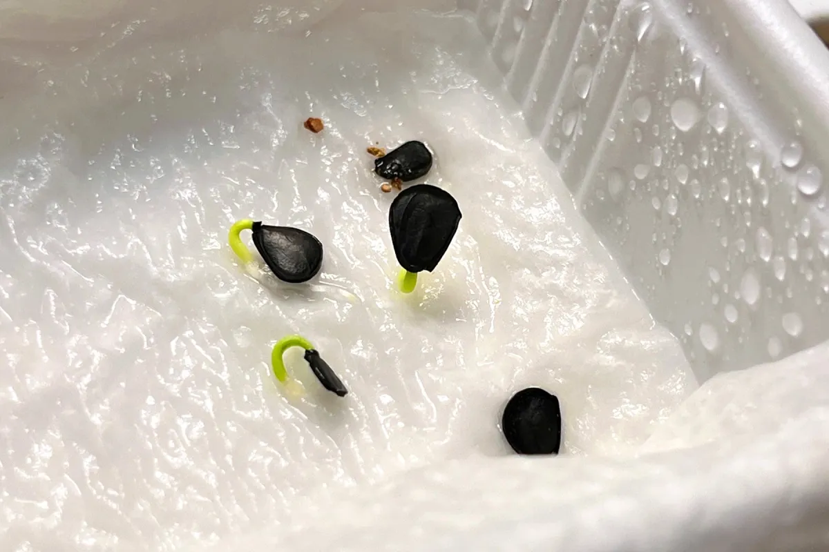 Agave colorata Mescal Ceniza (アガベ コロラータ)