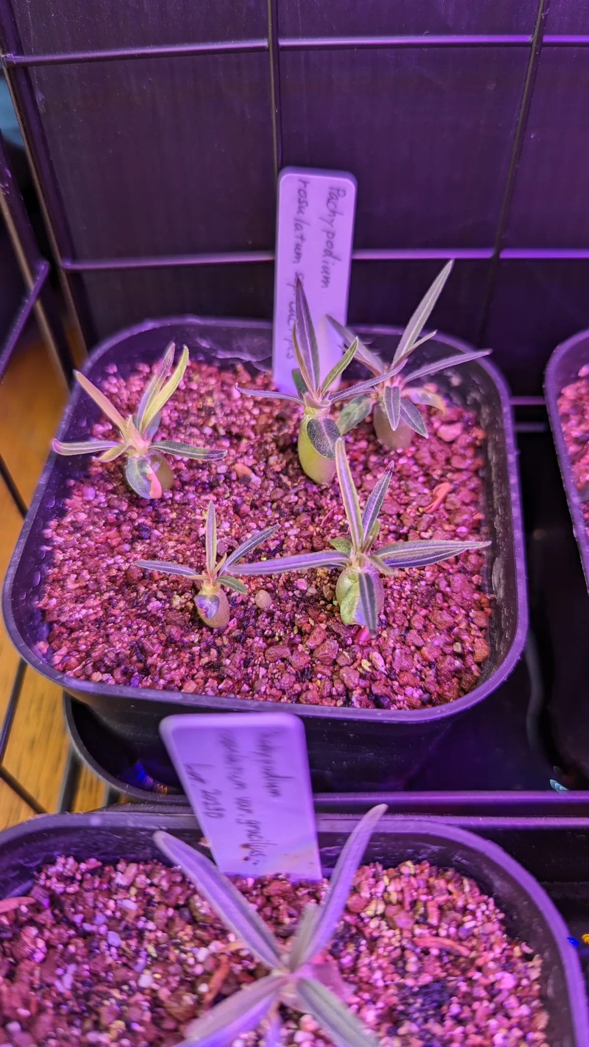 Pachypodium rosulatum ssp. cactipes (パキポディウム カクチペス)