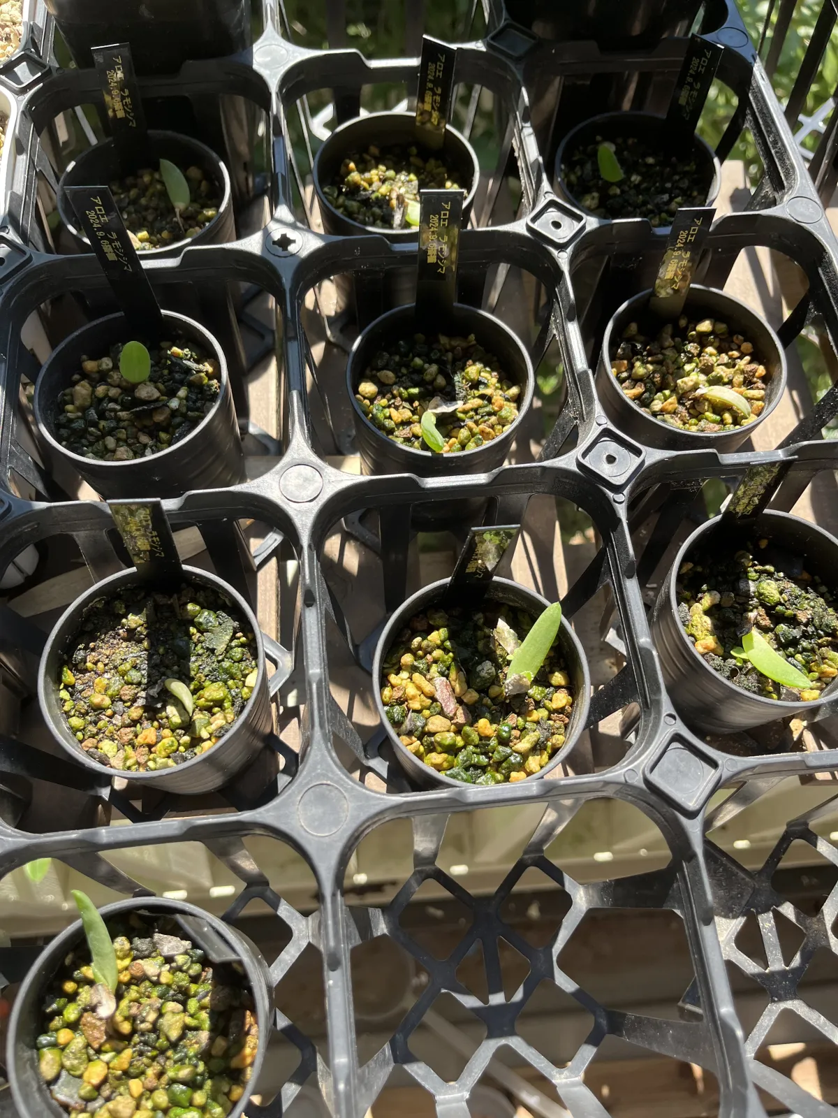 Aloe ramosissima (アロエ ラモシシマ)