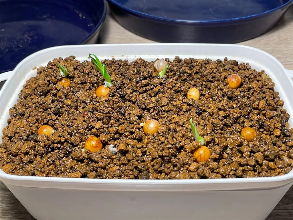 Dracaena draco subsp. draco (ドラセナ ドラコ)