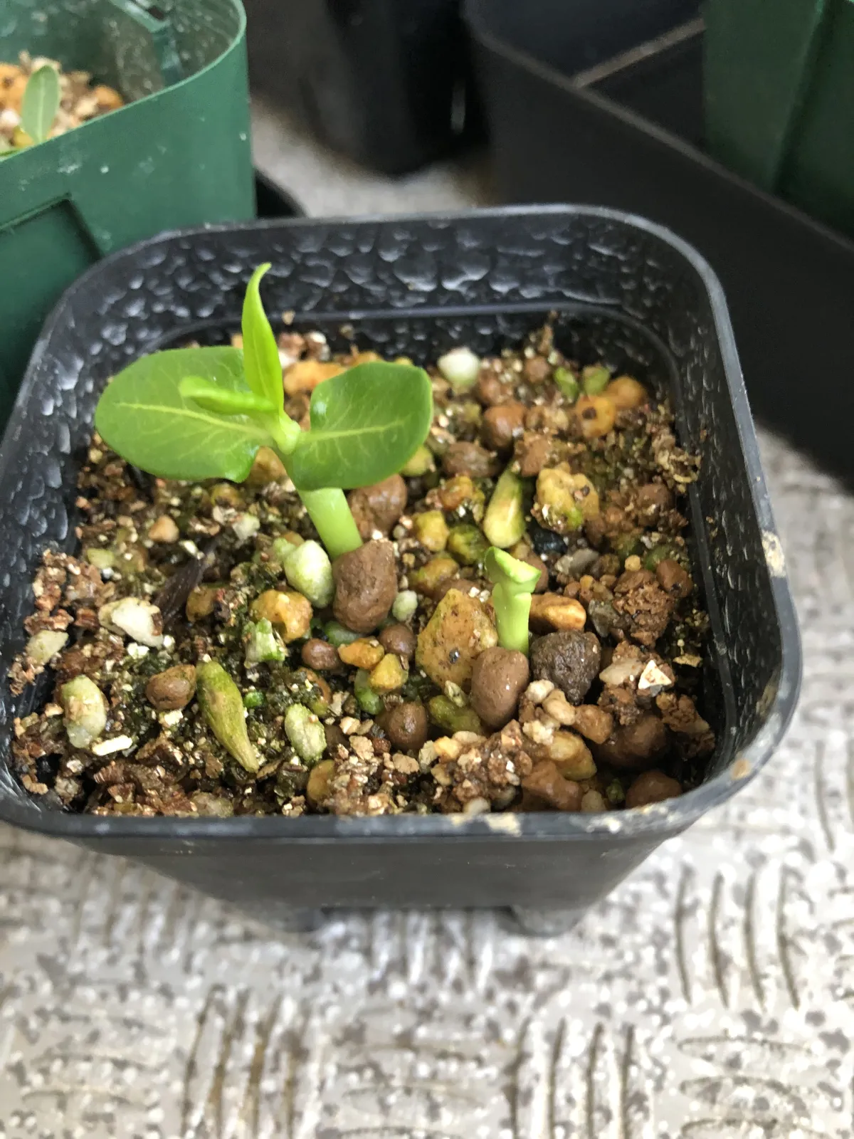 Pachypodium menabeum (パキポディウム メナベウム)