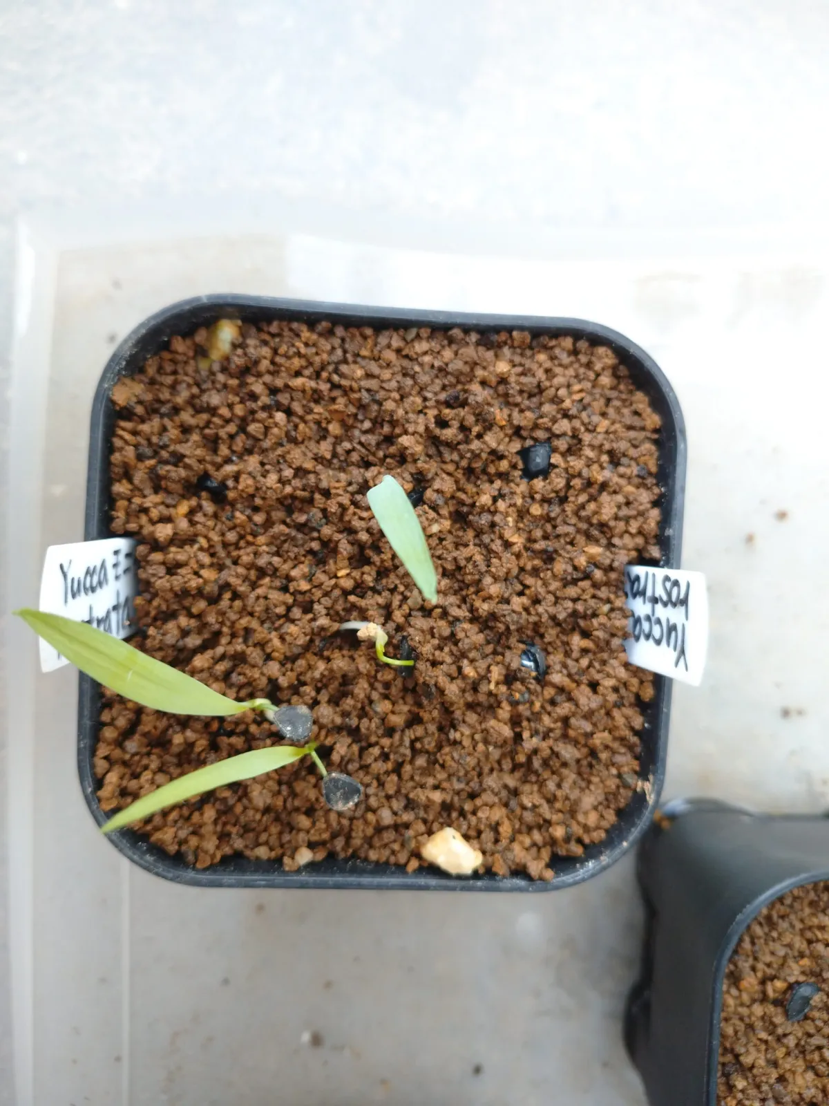 Yucca rostrata (ユッカ ロストラータ)