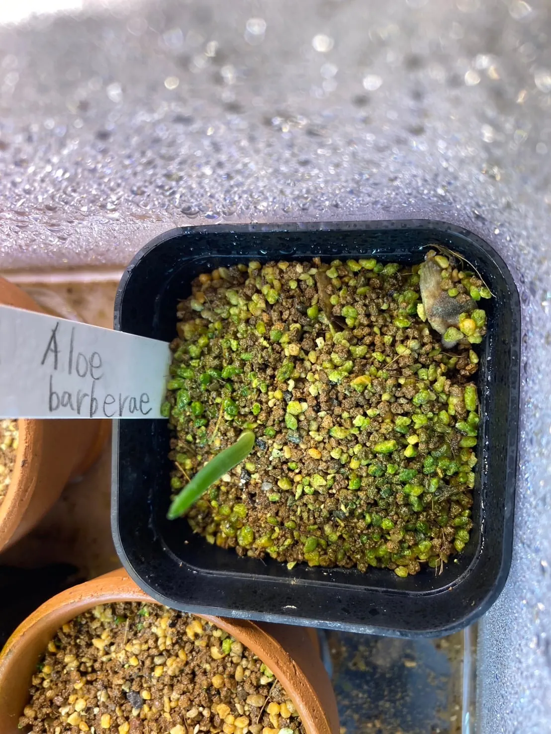 Aloidendron barberae (アロエ バルベラエ)