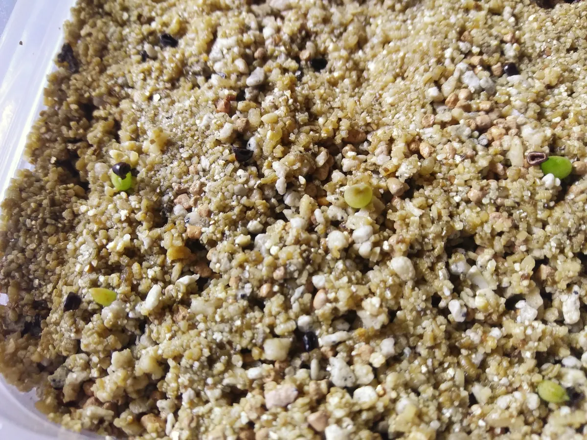 Astrophytum capricorne (アストロフィツム カプリコーン)