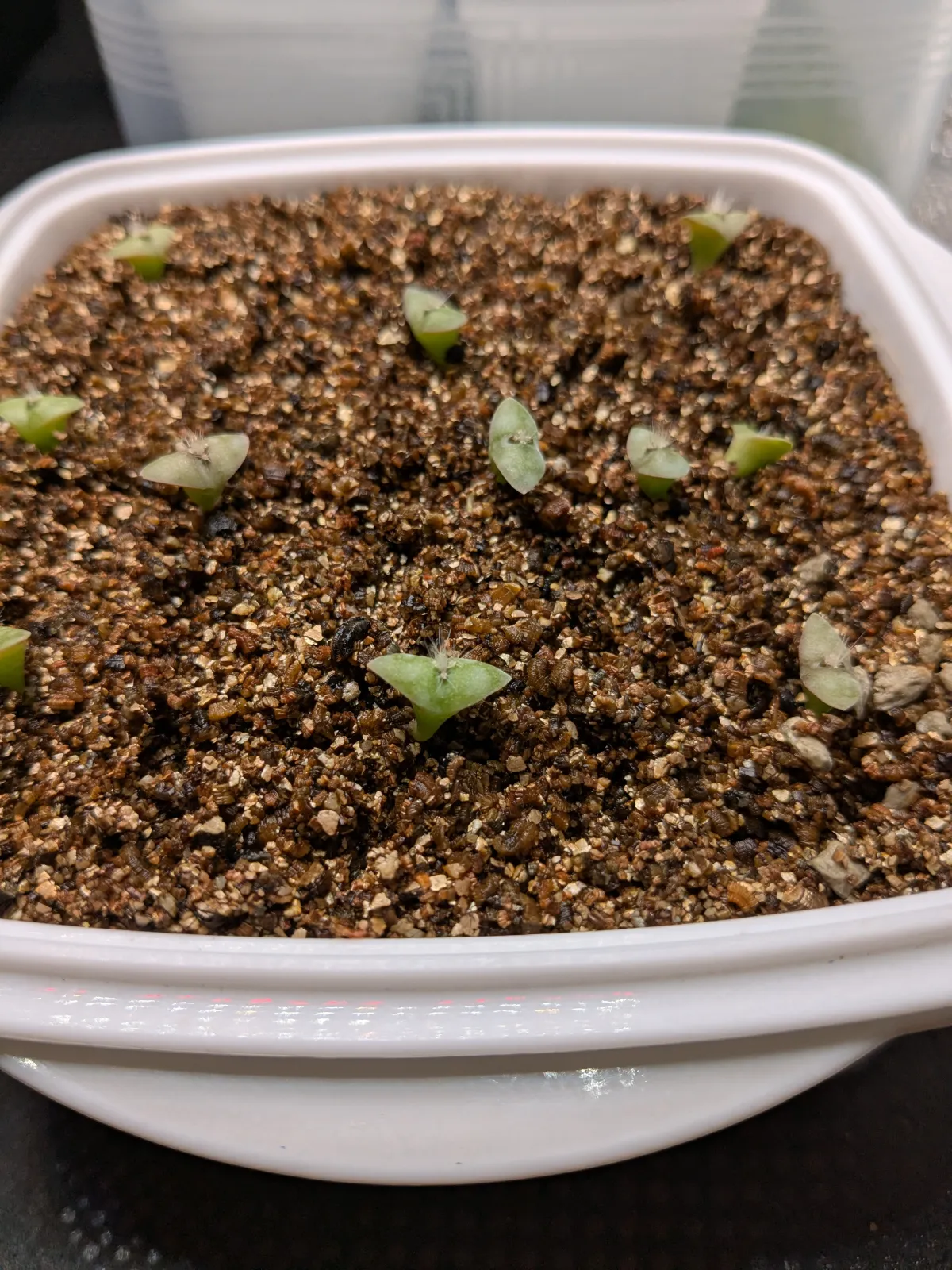 Pilosocereus chrysacanthus (ピロソケレウス クリサカンサス)