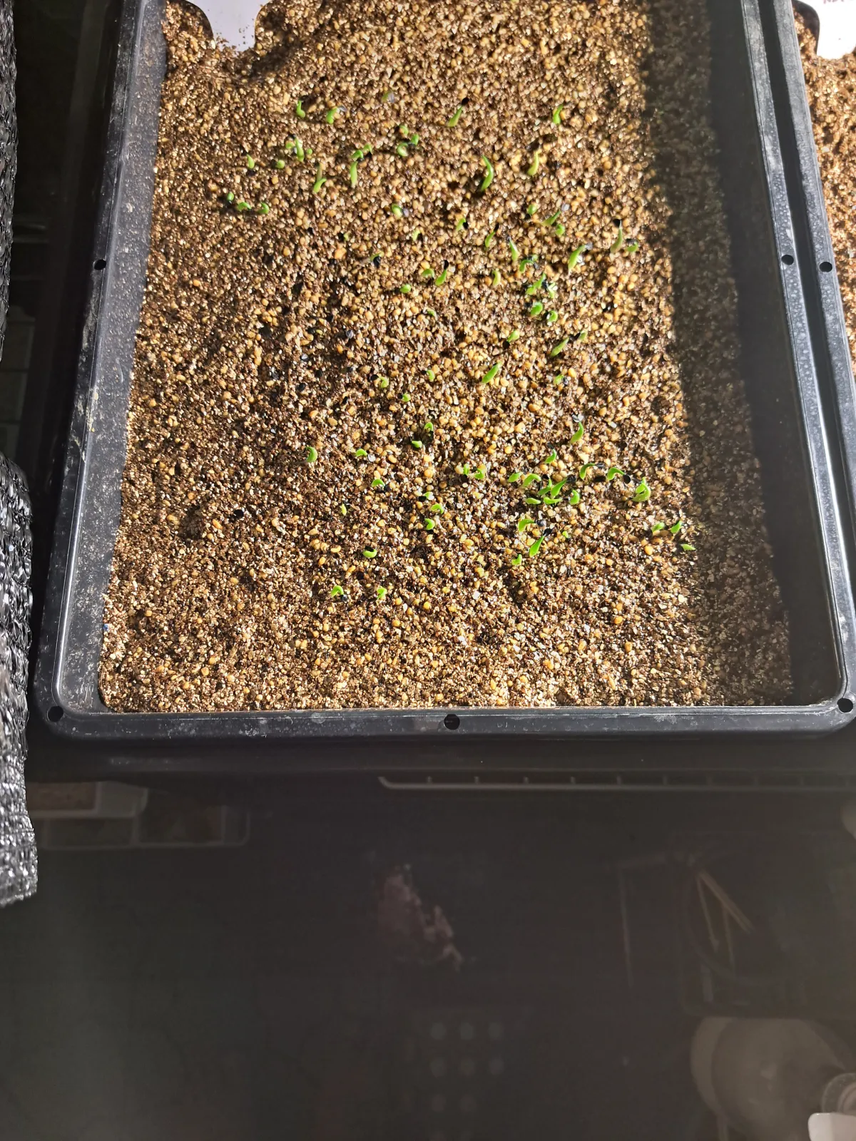 Agave oteroi (アガベ オテロイ)