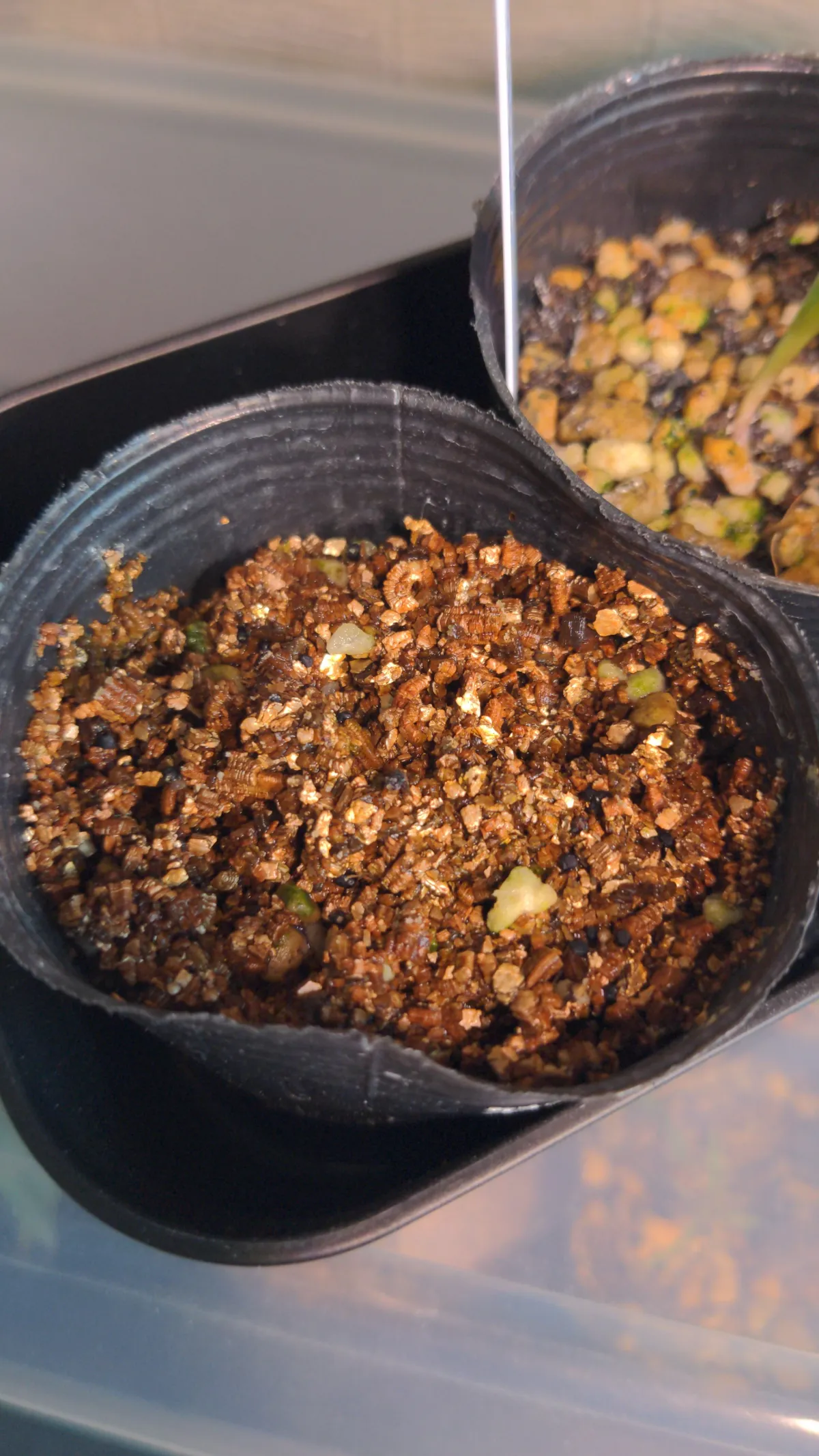 Ariocarpus retusa ssp. pectinatus (アリオカルプス ペクチナタス)