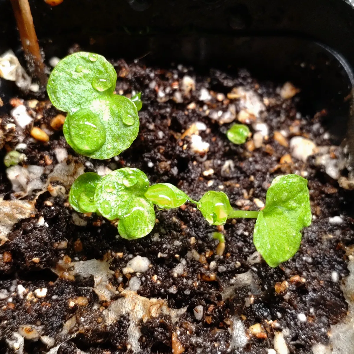 Philodendron selloum (フィロデンドロン セロウム)