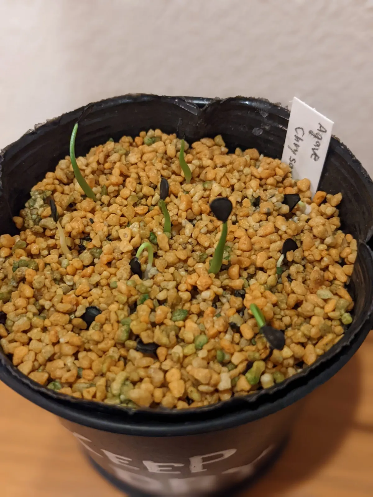 Agave chrysantha (アガベ クリサンサ)