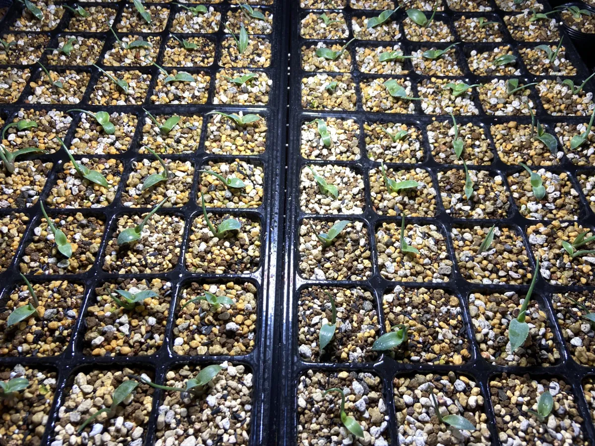 Agave seemanniana (アガベ ピグマエア)