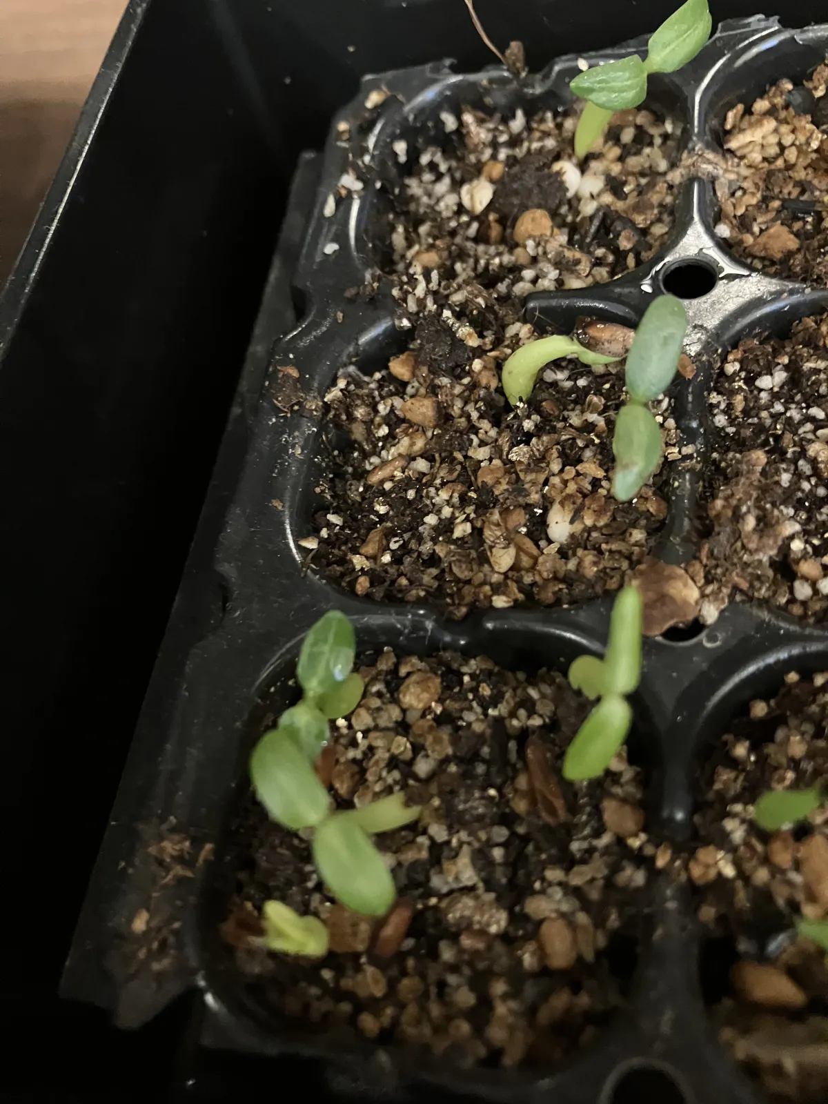 Pachypodium rosulatum var. gracilius (パキポディウム グラキリス)