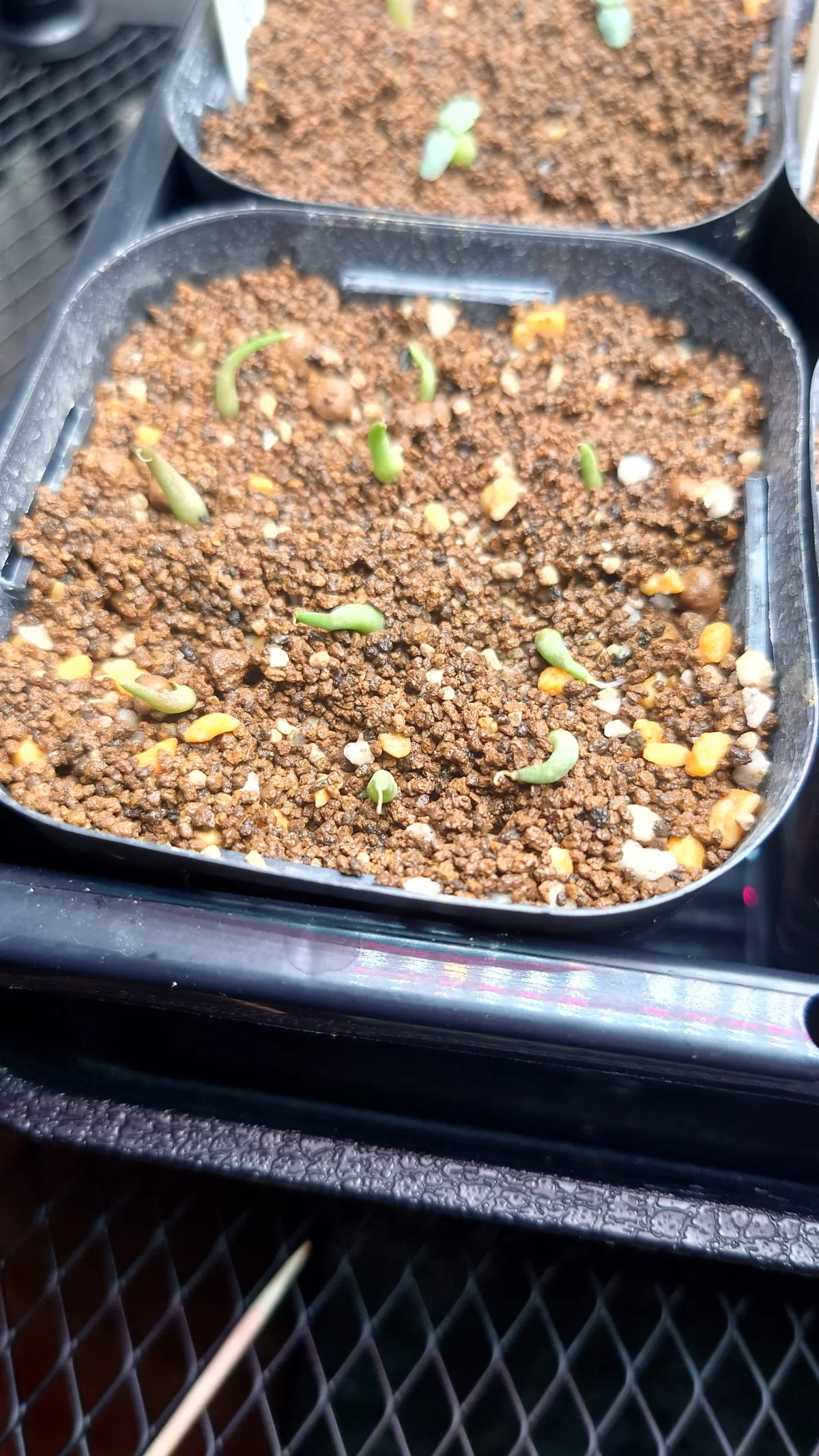 Agave difformis (アガベ ディフォルミス)