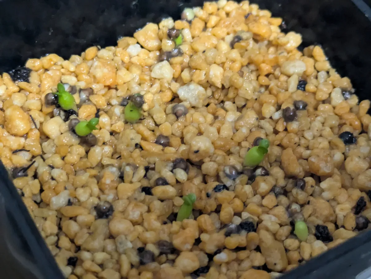 Euphorbia stellata (ユーフォルビア ステラータ 飛竜)