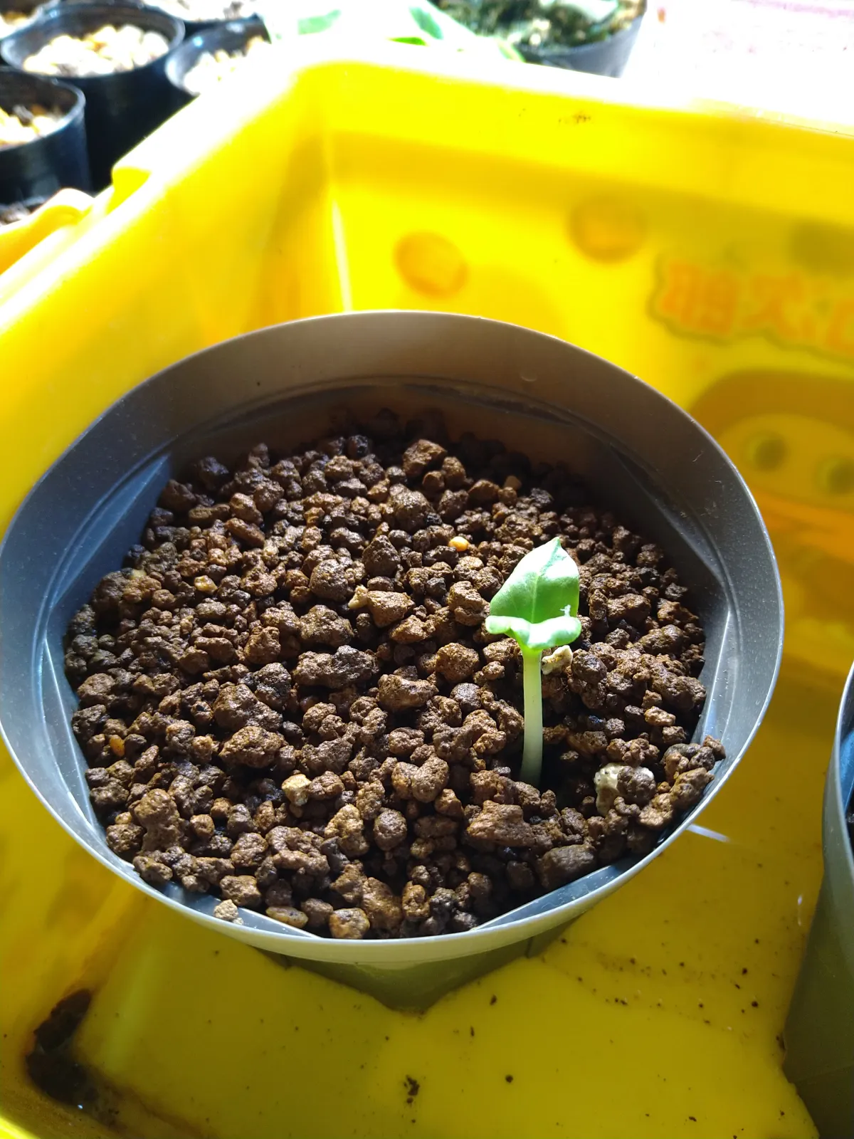 Cyphostemma juttae (キフォステンマ ユッタエ)