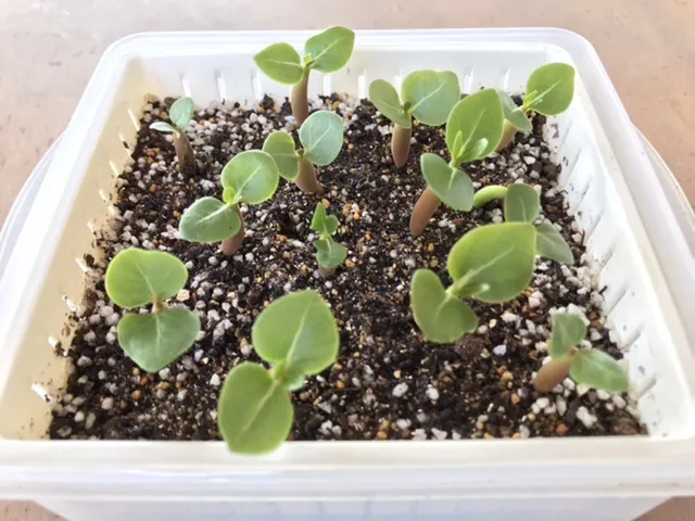 Adenium arabicum (アデニウム アラビカム)