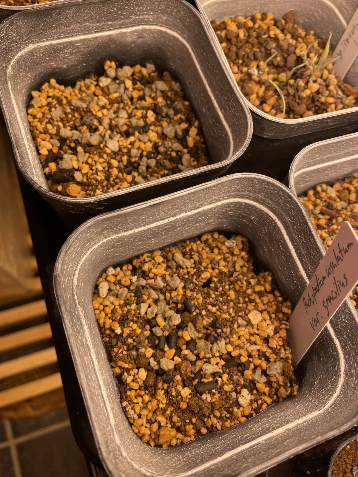 [無料種子] 発芽難 パキポディウム グラキリス　 Pachypodium rosulatum var. gracilius