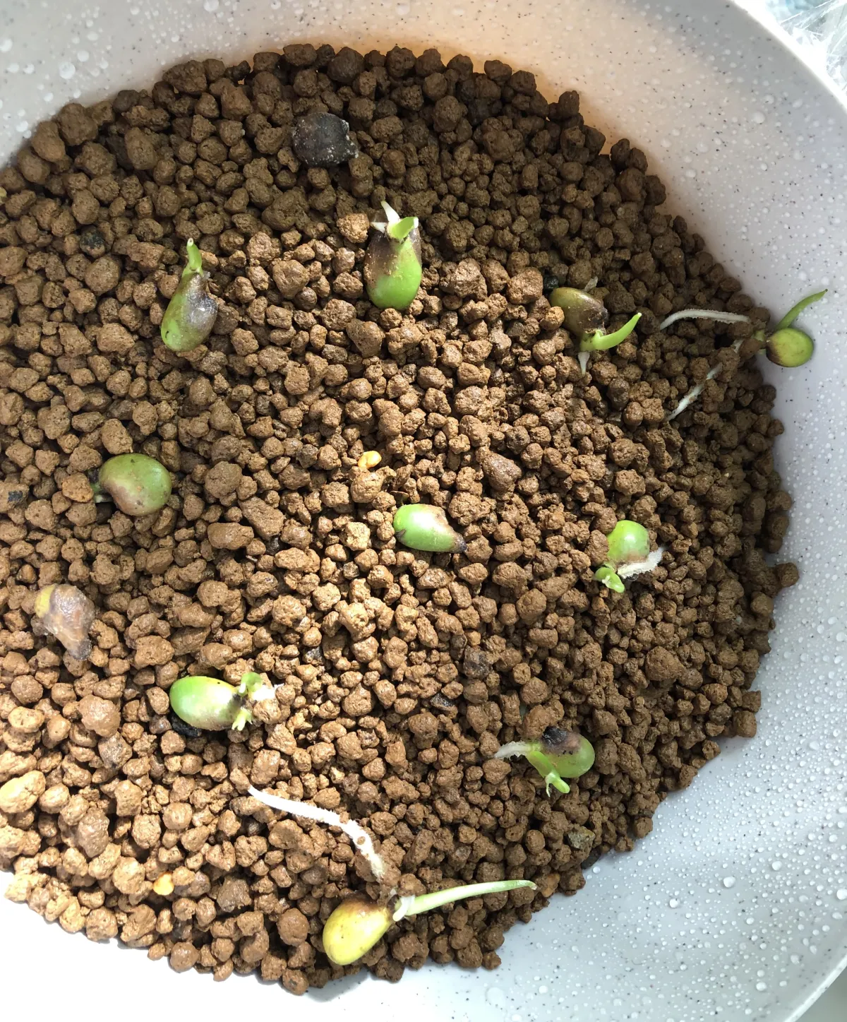 Monstera deliciosa (モンステラ デリシオーサ)