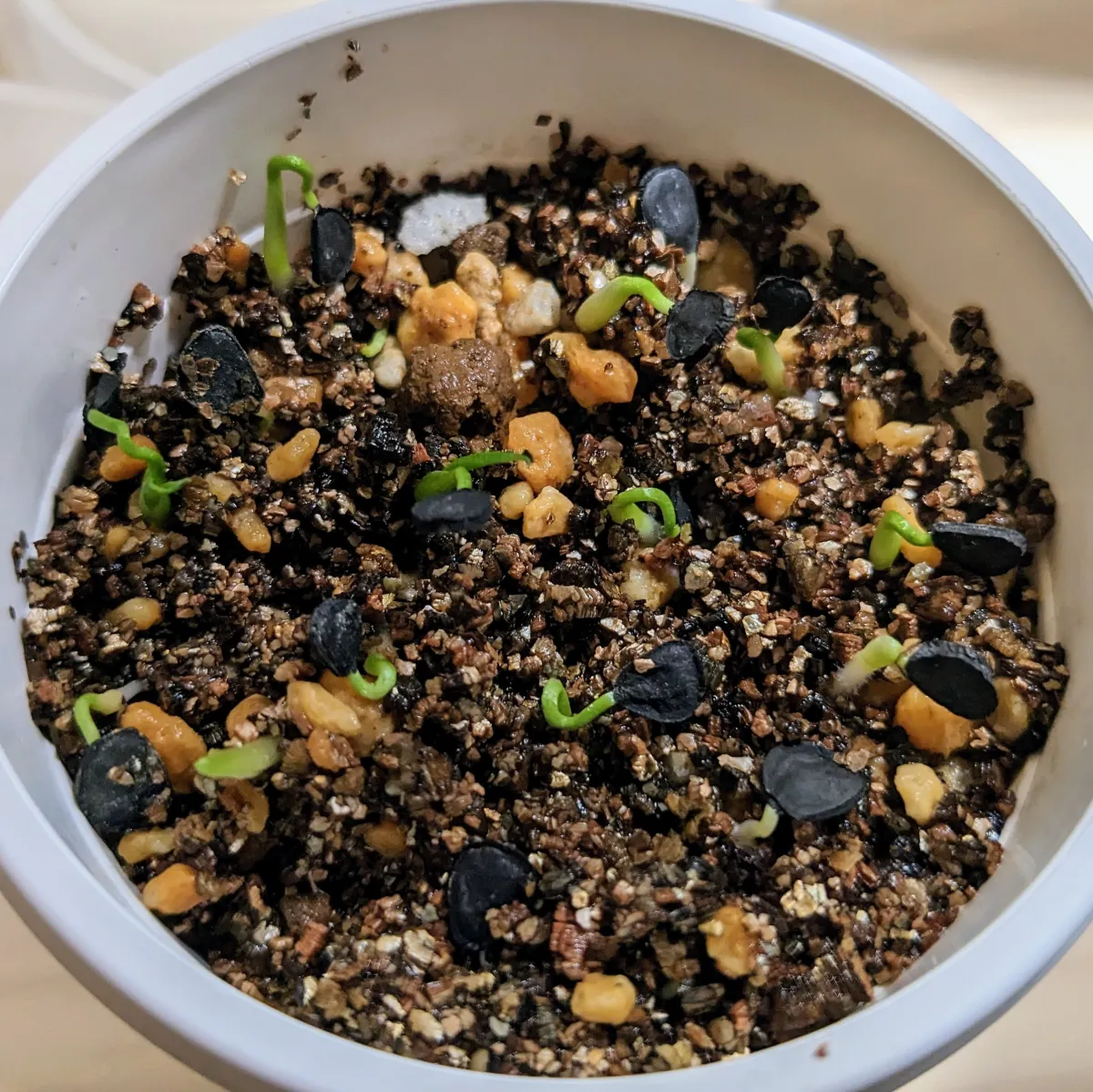 Yucca rostrata (ユッカ ロストラータ)