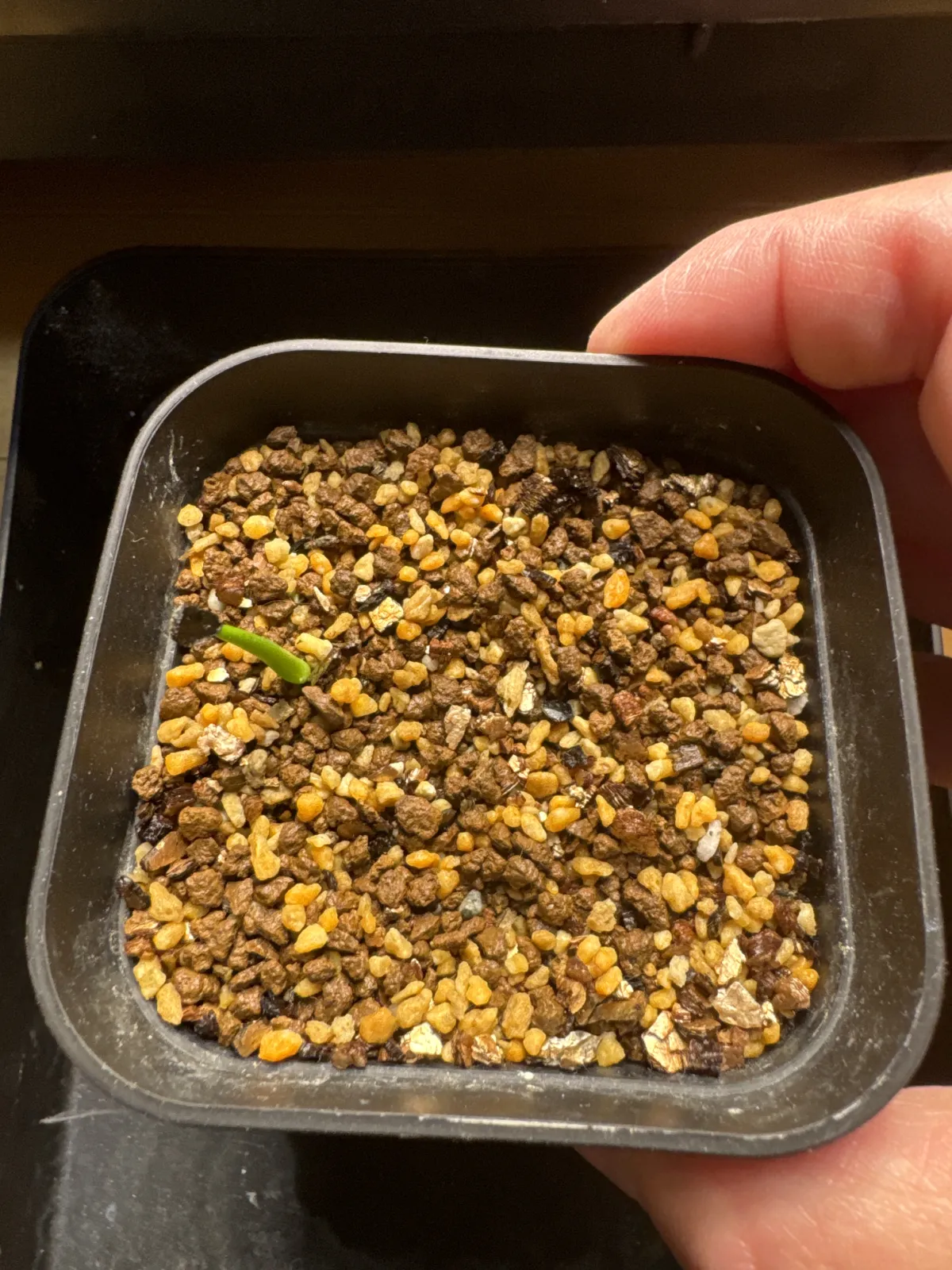 Agave utahensis ssp. utahensis (アガベ ユタエンシス)