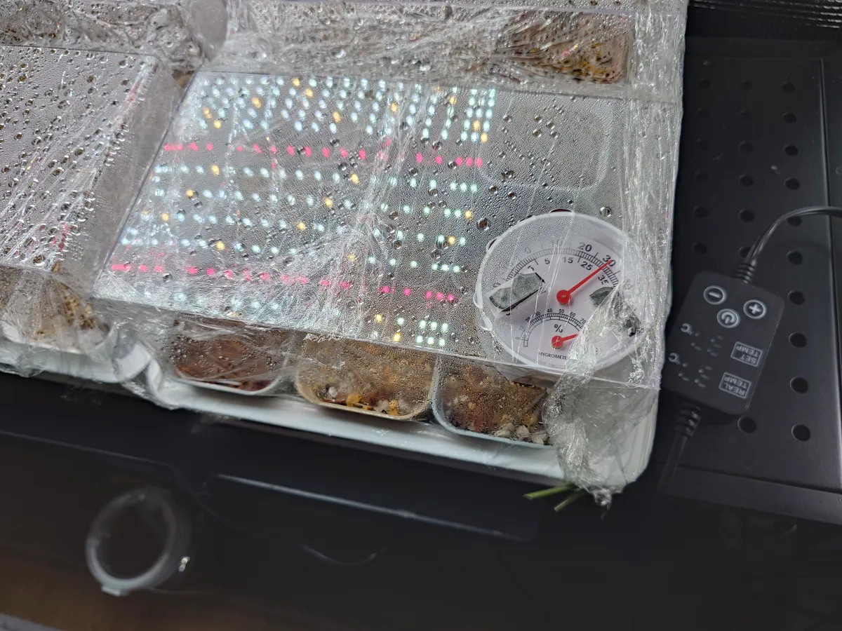 [無料種子] パキプスくじ