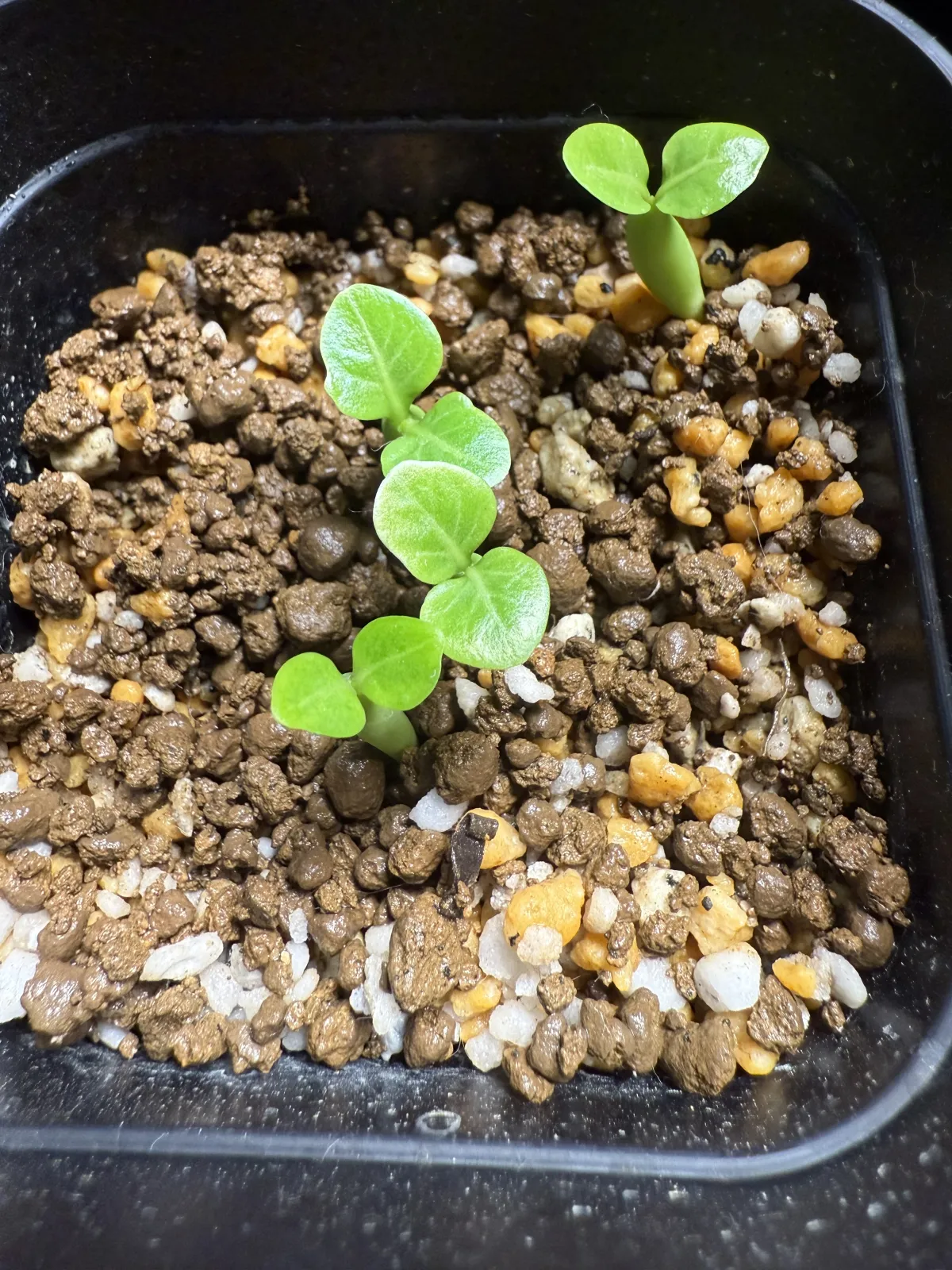 Adenium Godji x Songkhla Godji x Songkhla (アデニウム ゴッジソンクラー)