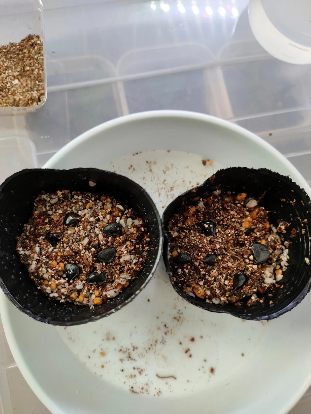 Agave datylio var. datylio (アガベ ダティリオ)