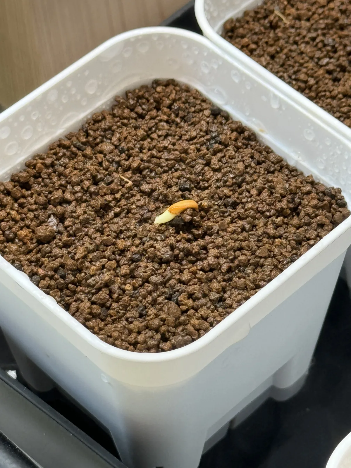 Pachypodium rosulatum var. inopinatum (パキポディウム イノピナツム)