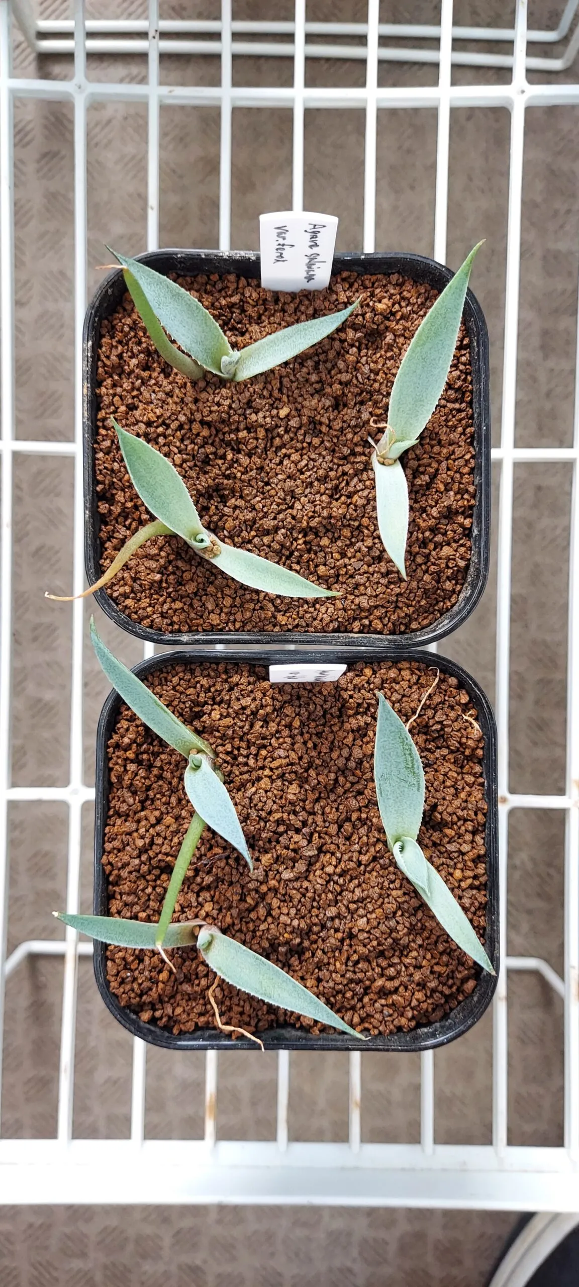 Agave salmiana var. ferox (アガベ フェロックス)