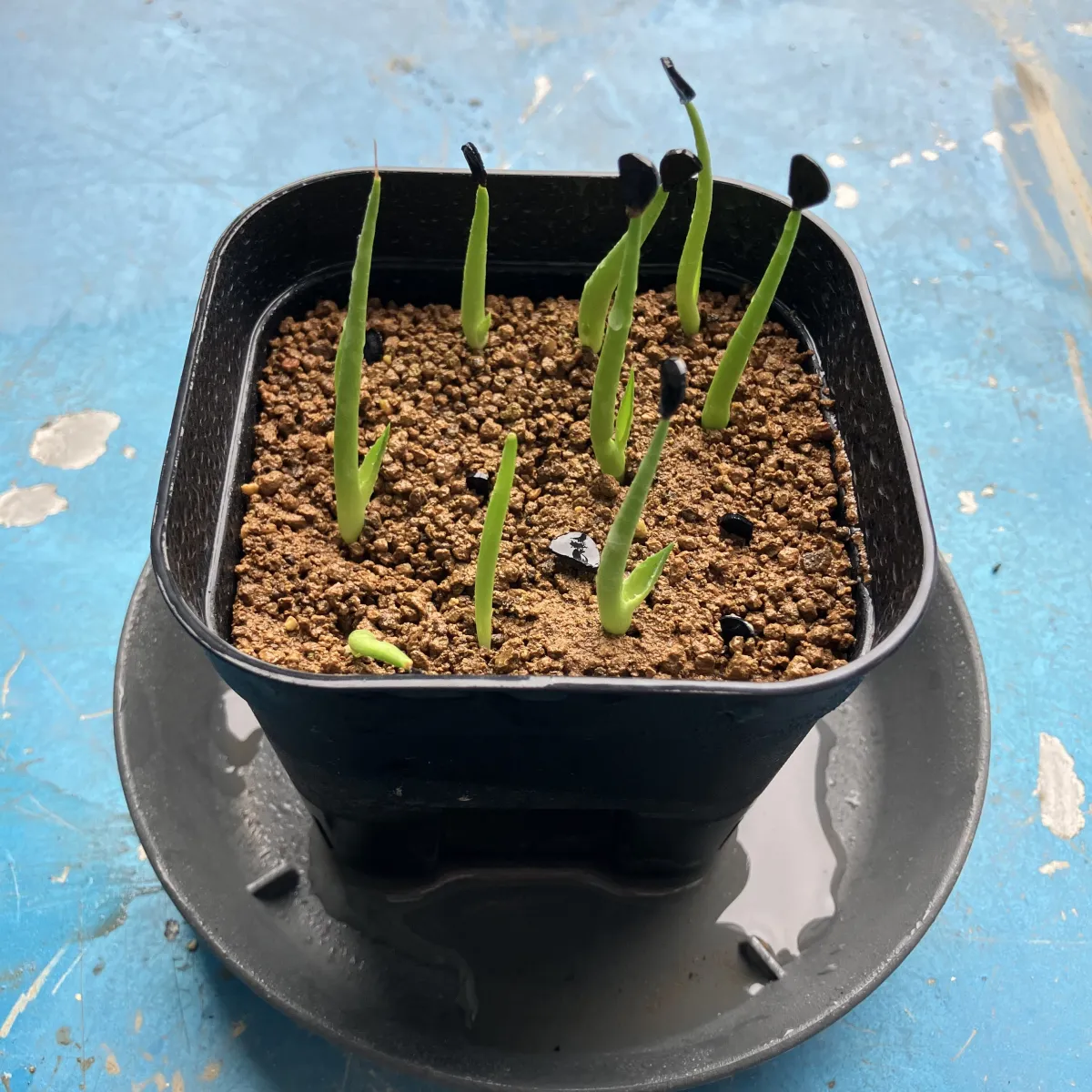 Agave colorata Mescal Ceniza (アガベ コロラータ)