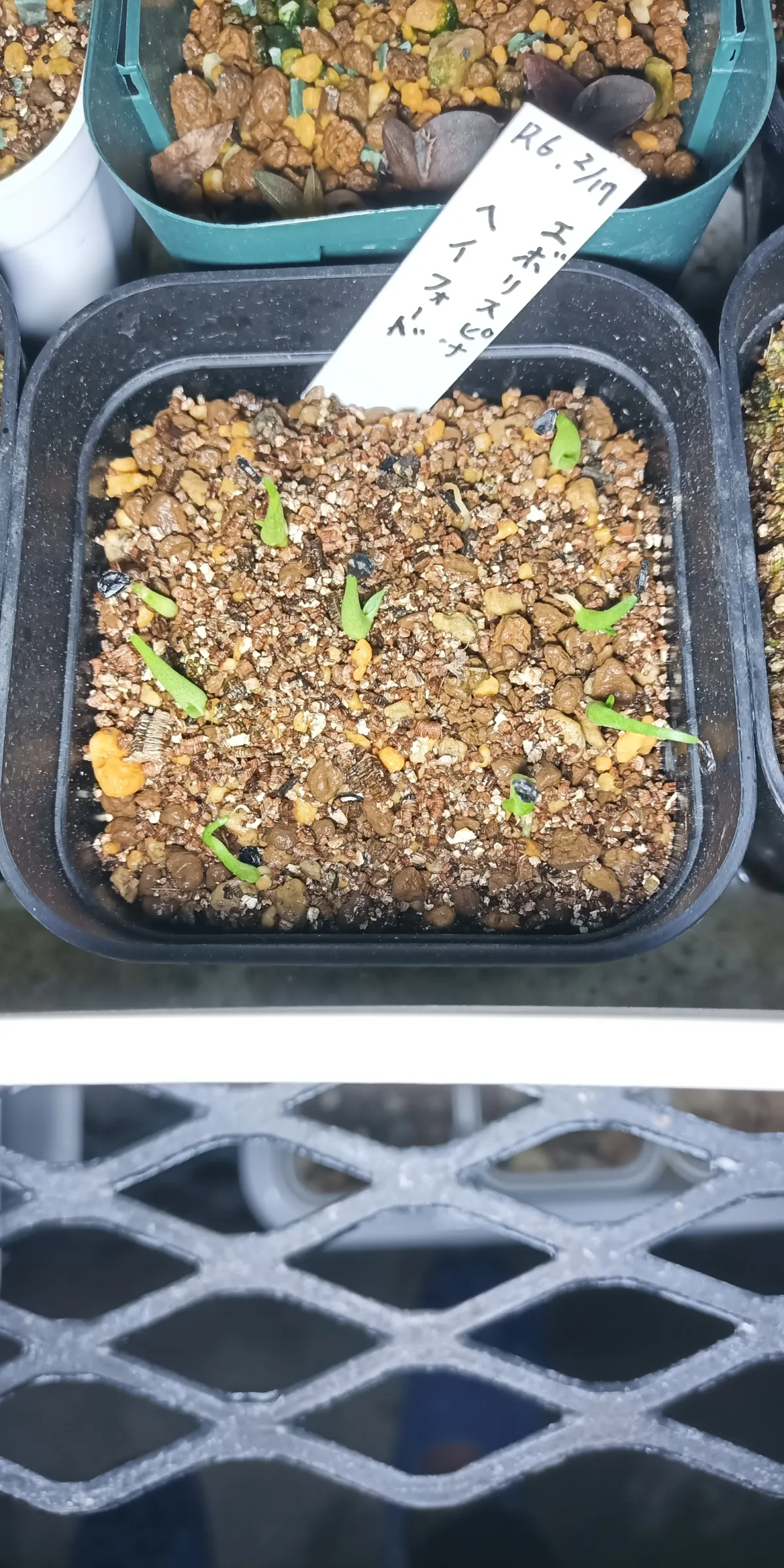 Agave utahensis var. eborispina 'Hayford' (アガベ エボリスピナ ヘイフォード)