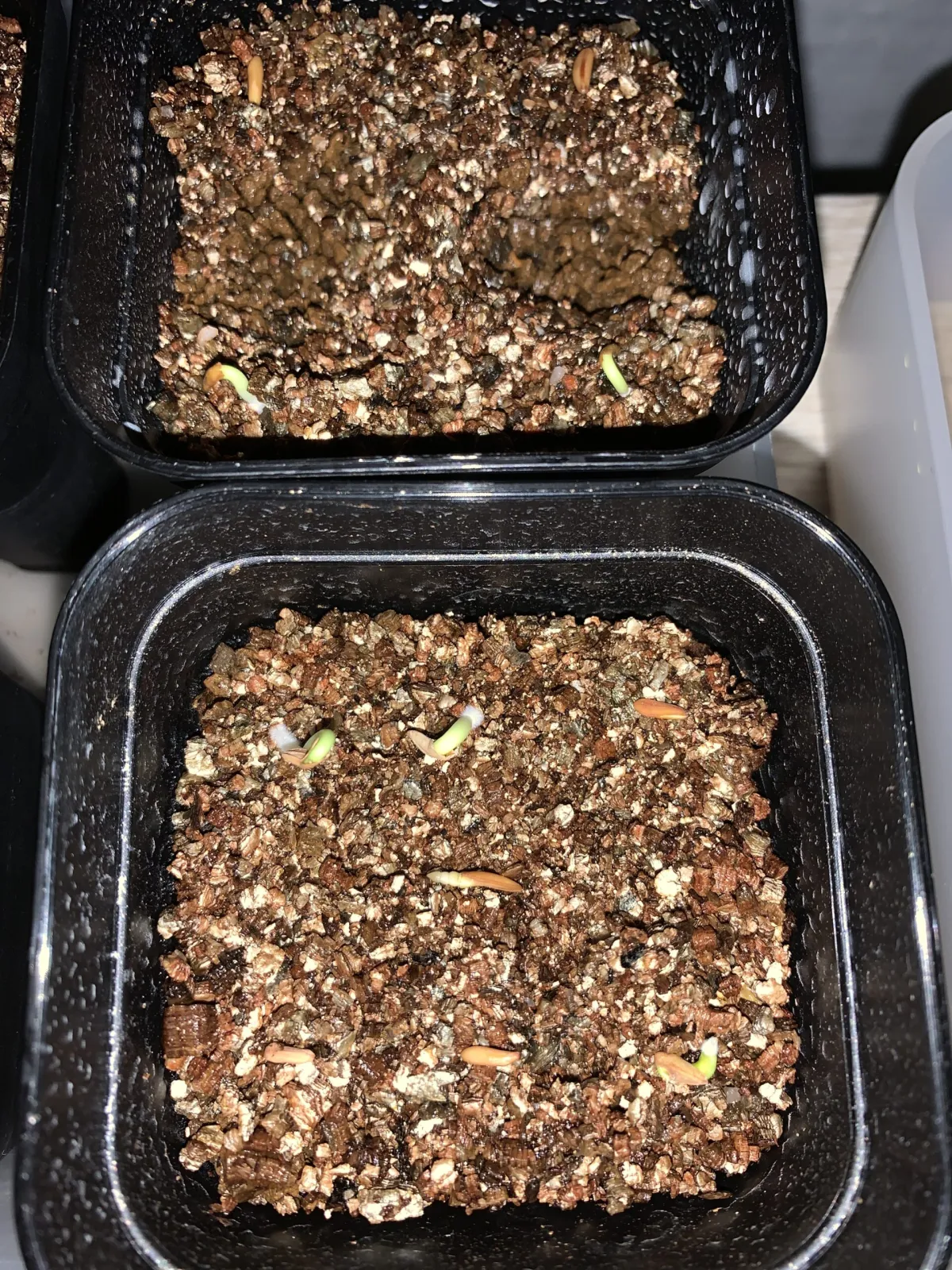 Pachypodium rosulatum ssp. cactipes (パキポディウム カクチペス)