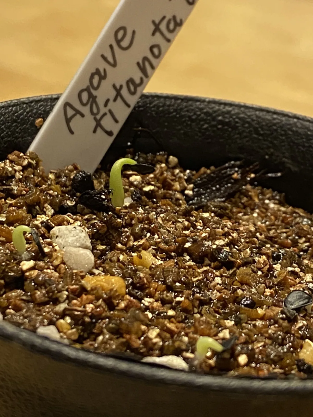 Agave titanota (アガベ チタノタ ドワーフ)