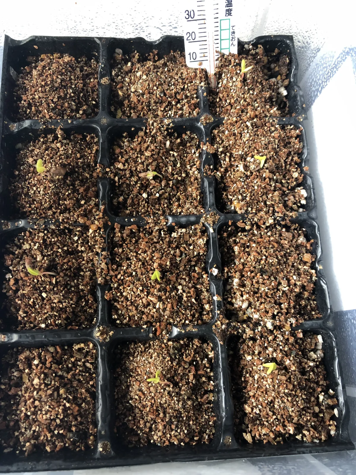 Pachycormus discolor (パキコルムス ディスカラー)