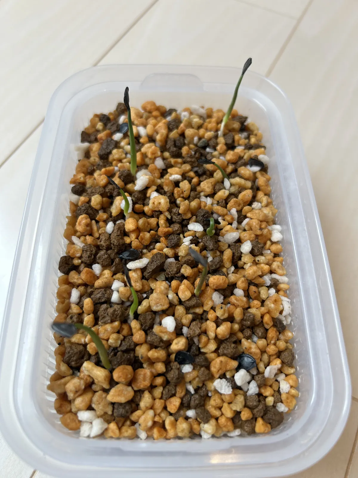 Agave parryi var. truncata (アガベ パリー トランカータ)