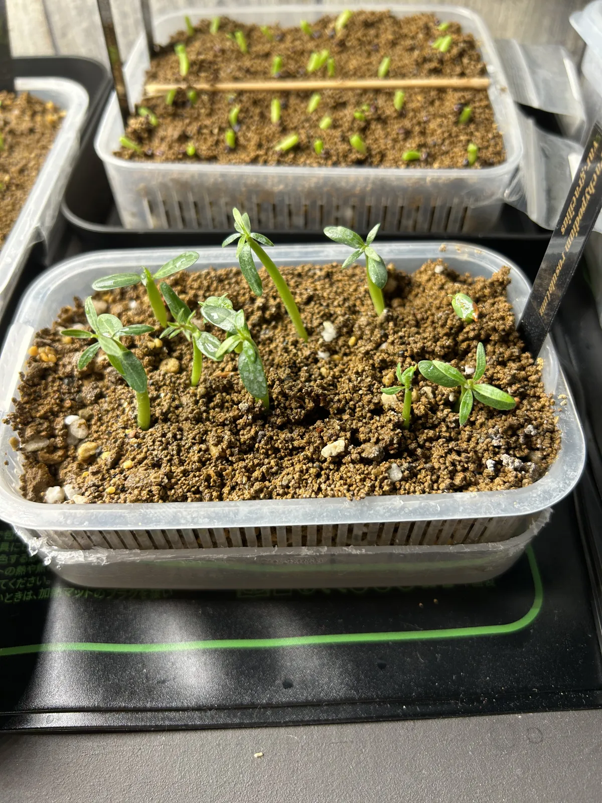 Pachypodium rosulatum var. gracilius (パキポディウム グラキリス)