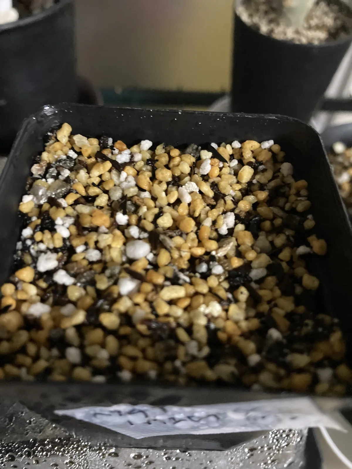 Hechtia sphaeroblasta (ヘクチア スファエロブラスタ)