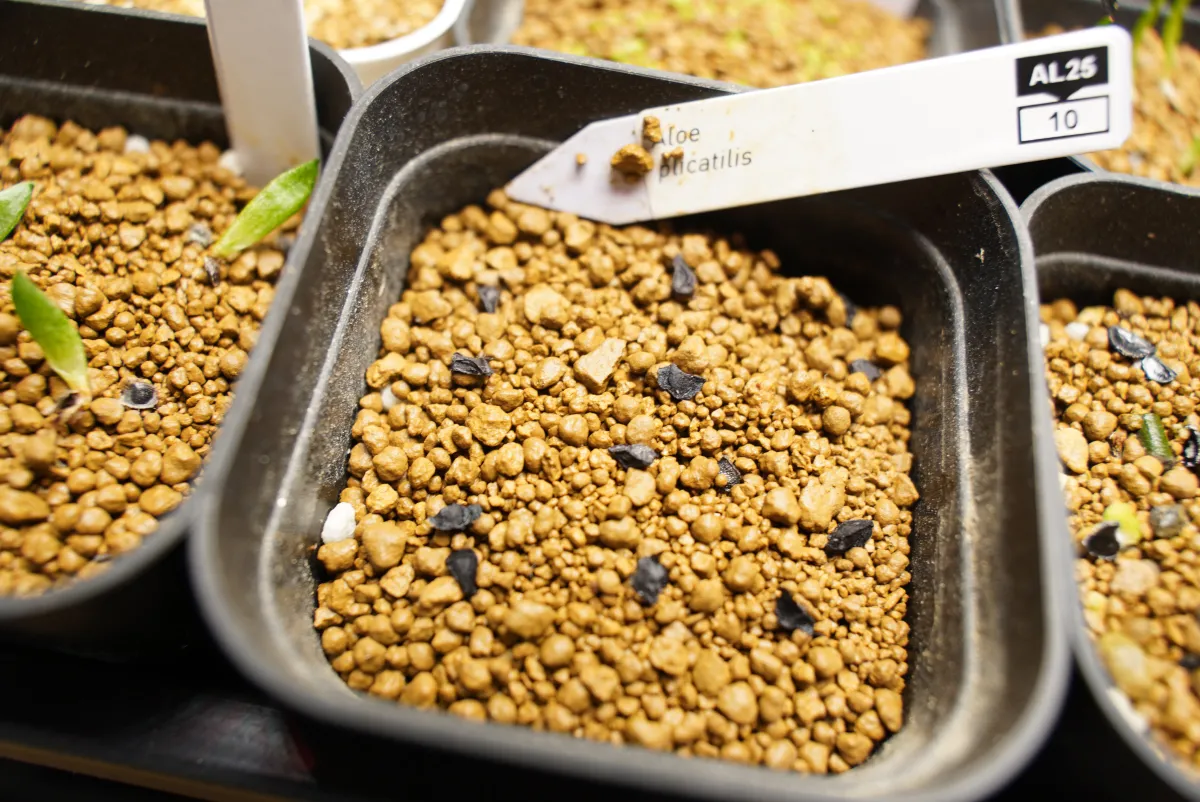 Kumara plicatilis (アロエ プリカティリス)