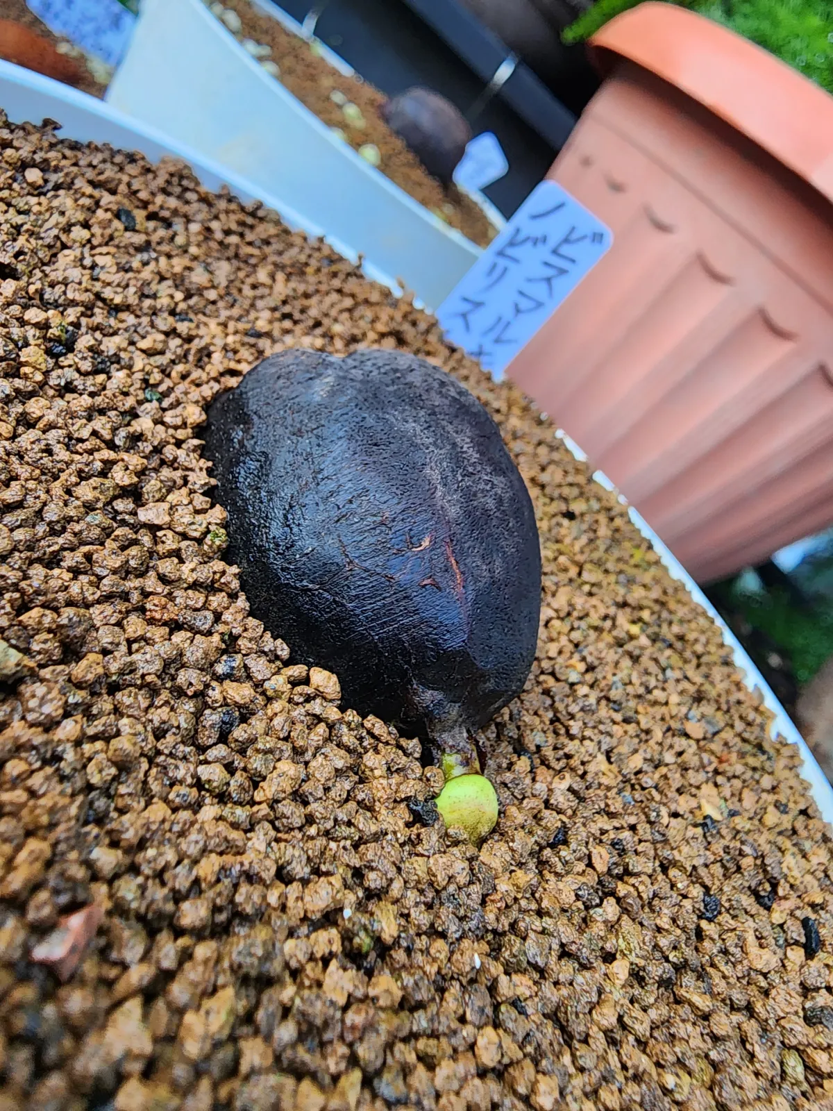 種子]ビスマルキア ノビリス シルバー Bismarckia nobilis 'Silver