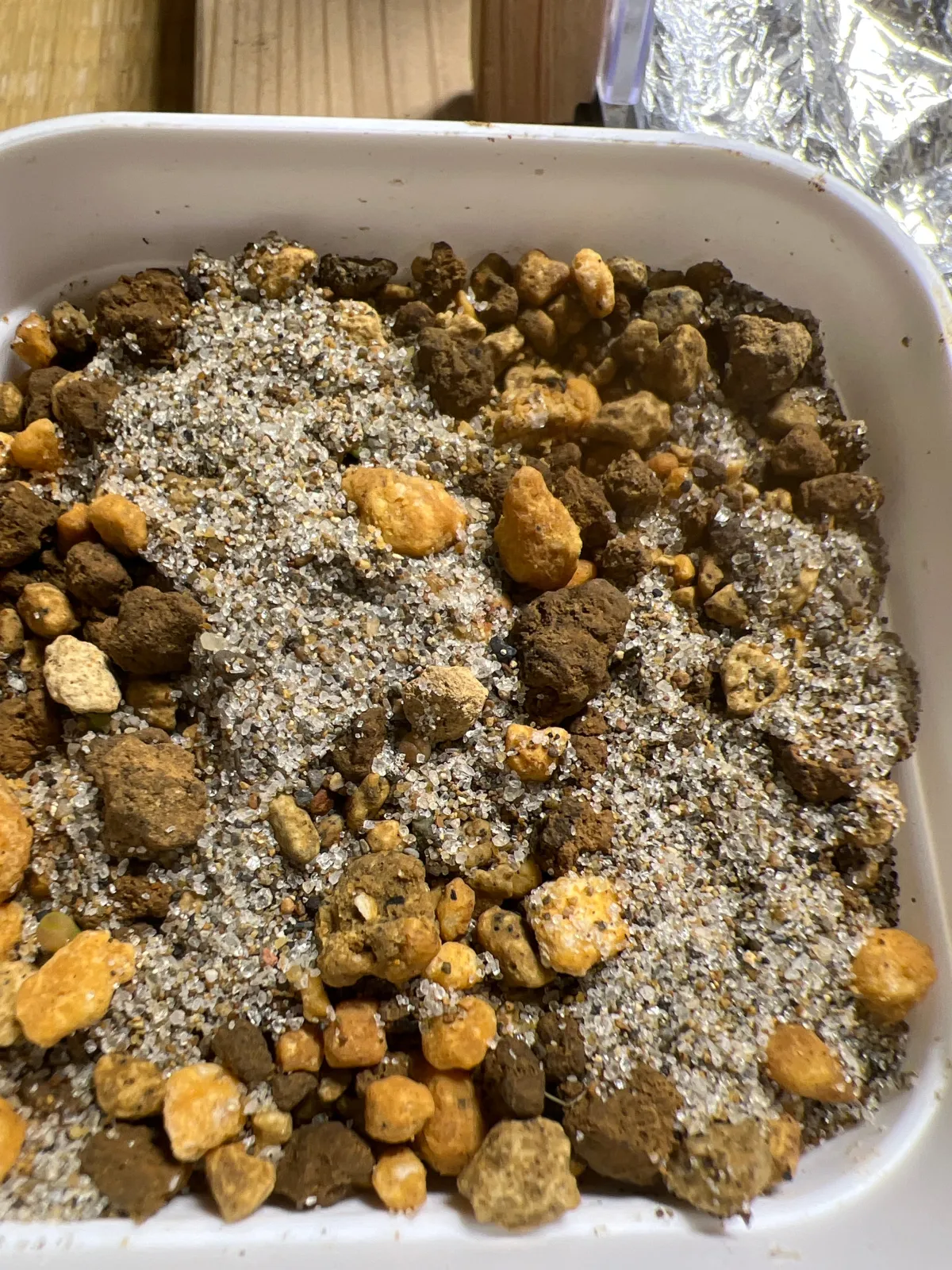 Ariocarpus fissuratus var. hintonii (アリオカルプス ヒントニー 亀甲牡丹)